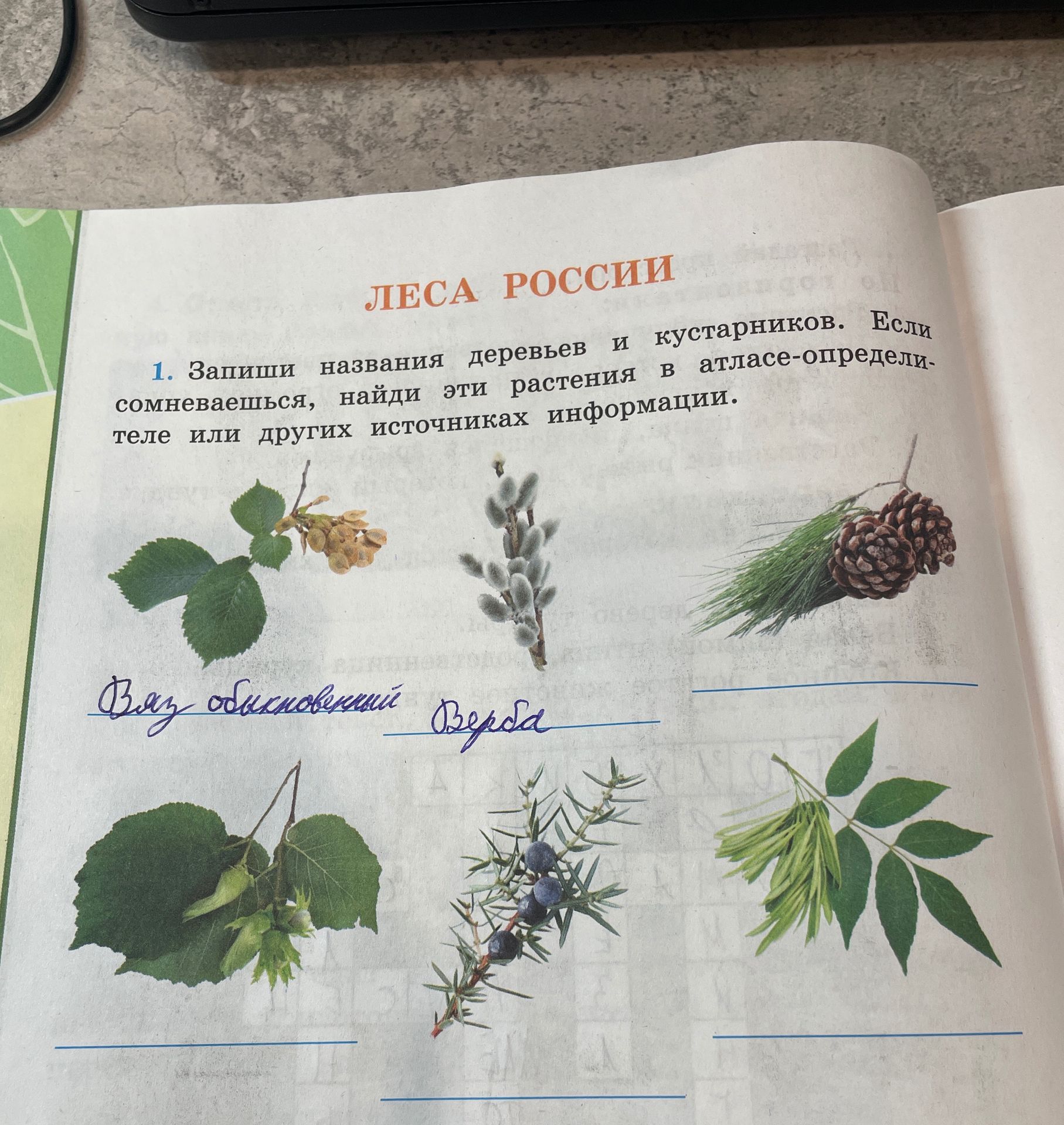 Фото задания: 1. Запиши названия деревьев и кустарников. Если сомневаешься, найди эти растения в атласе-определителе или других…