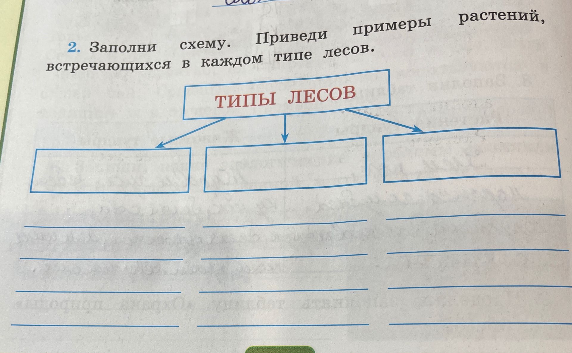 Фото задания: 2. Заполни схему. Приведи примеры растений, встречающихся в каждом типе лесов.