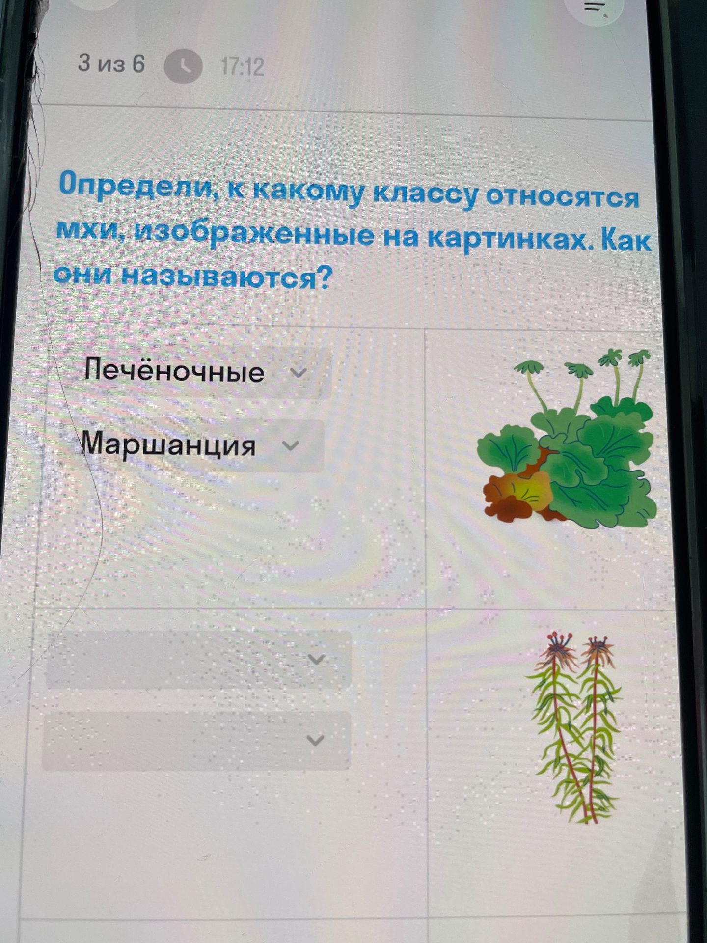 Фото задания: Определи, к какому классу относятся мхи, изображённые на картинках. Как они называются?