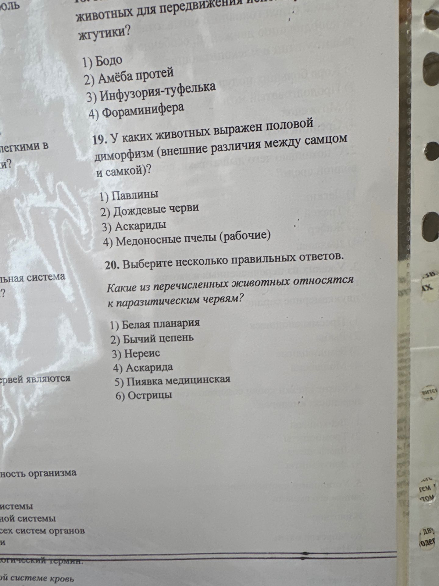 Фото задания: 19. У каких животных выражен половой диморфизм (внешние различия между самцом и самкой)? 1) Павлины 2) Дождевые черви 3)…