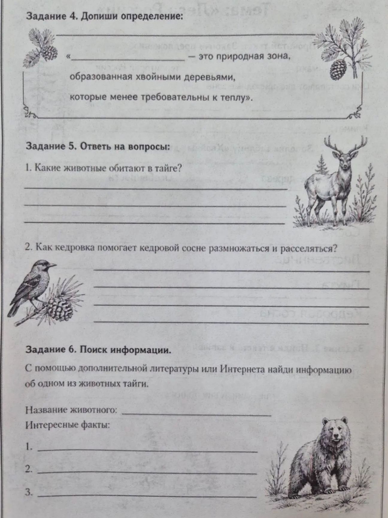 Фото задания: Задание 5. Ответь на вопросы: 1. Какие животные обитают в тайге? 2. Как кедровка помогает кедровой сосне размножаться и…