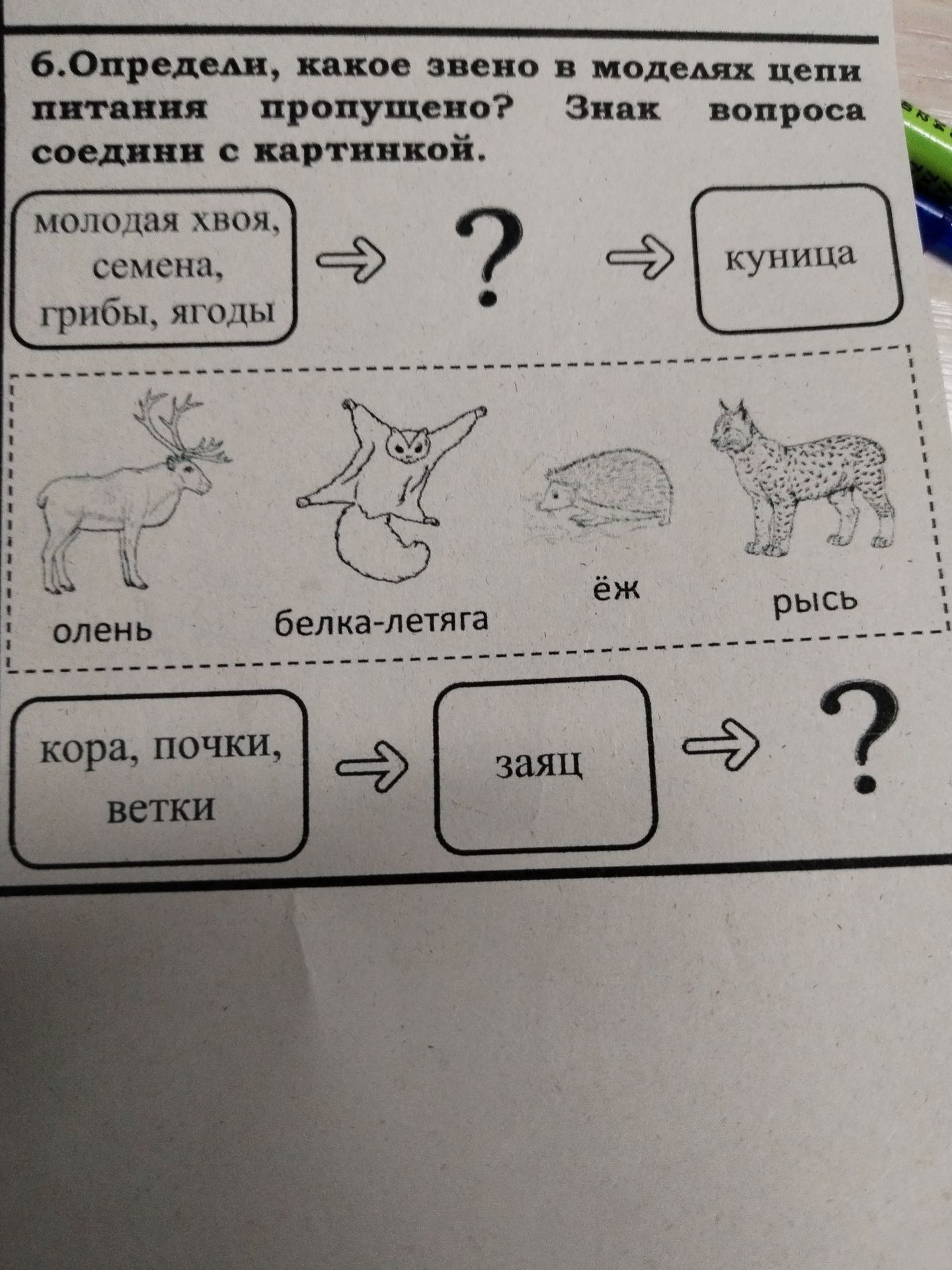 Фото задания: 6. Определи, какое звено в моделях цепи питания пропущено? Знак вопроса соедини с картинкой. Молодая хвоя, семена, грибы,…