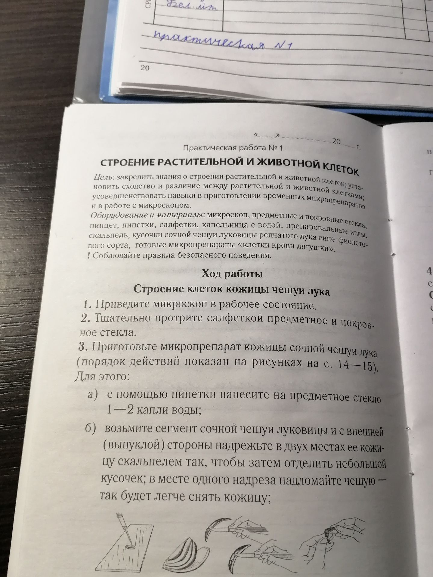 Фото задания: Практическая работа № 1 «Строение растительной и животной клеток». Ход работы: «Строение клеток кожицы чешуи лука». 1.…