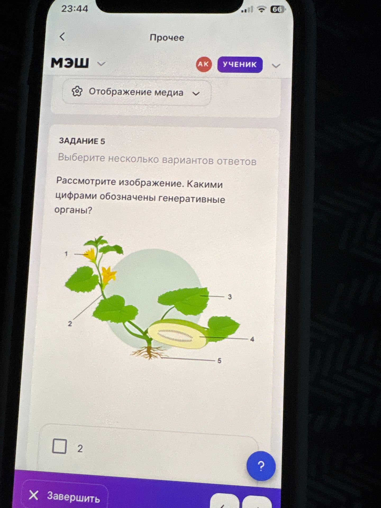 Фото задания: Задание 5. Выберите несколько вариантов ответов. Рассмотрите изображение. Какими цифрами обозначены генеративные органы?