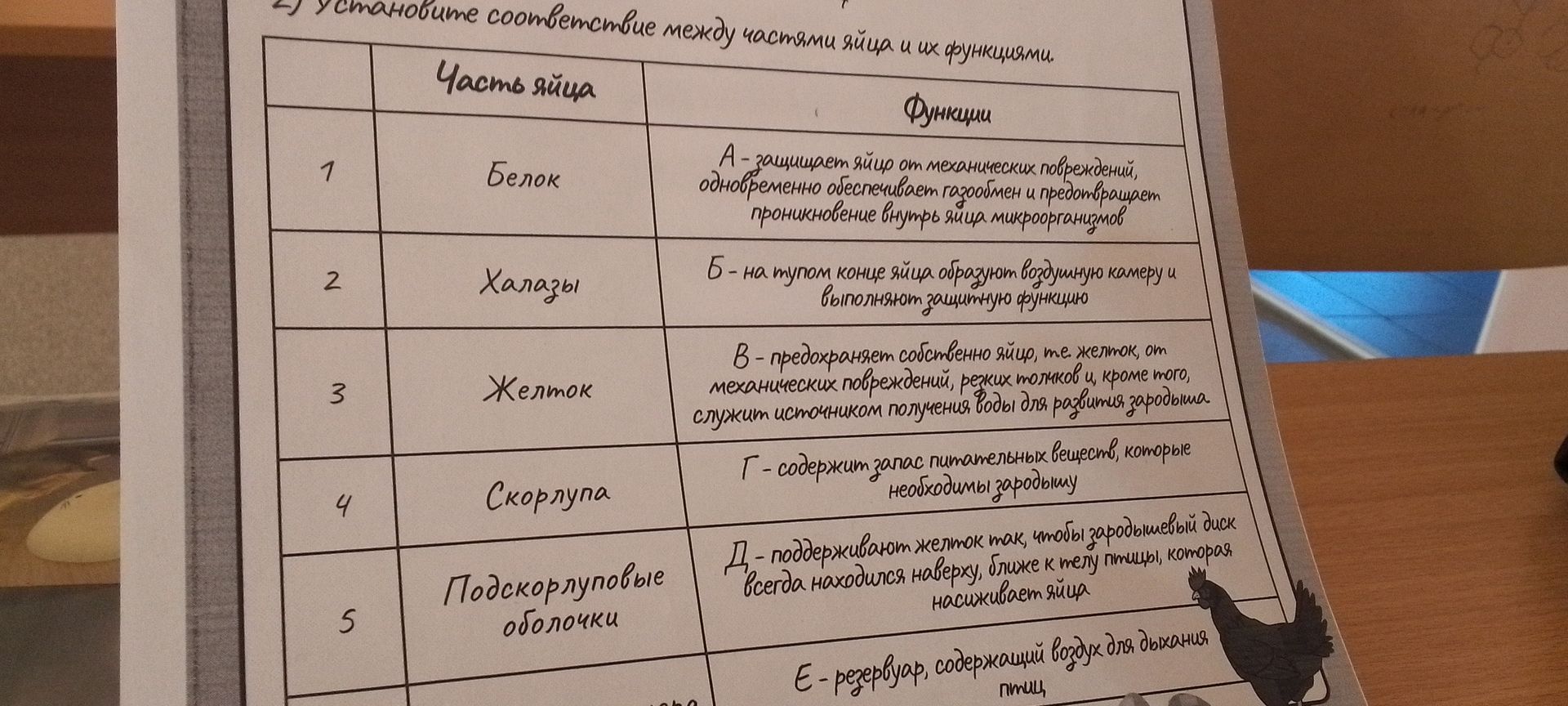 Фото задания: 2) Установите соответствие между частями яйца и их функциями: 1 — белок; 2 — халазы; 3 — желток; 4 — скорлупа; 5 —…