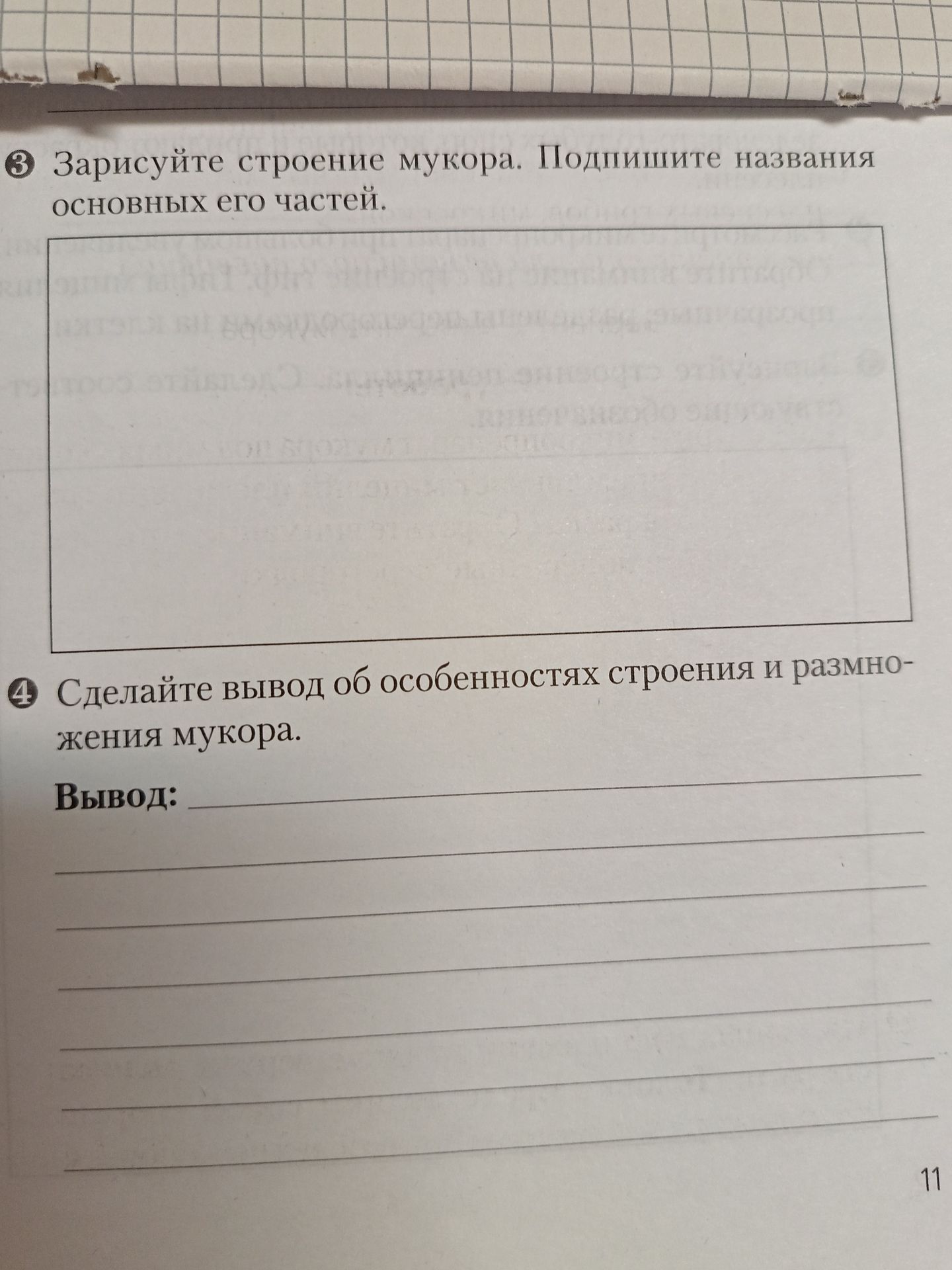 Фото задания: 3. Зарисуйте строение мукора. Подпишите названия основных его частей.
