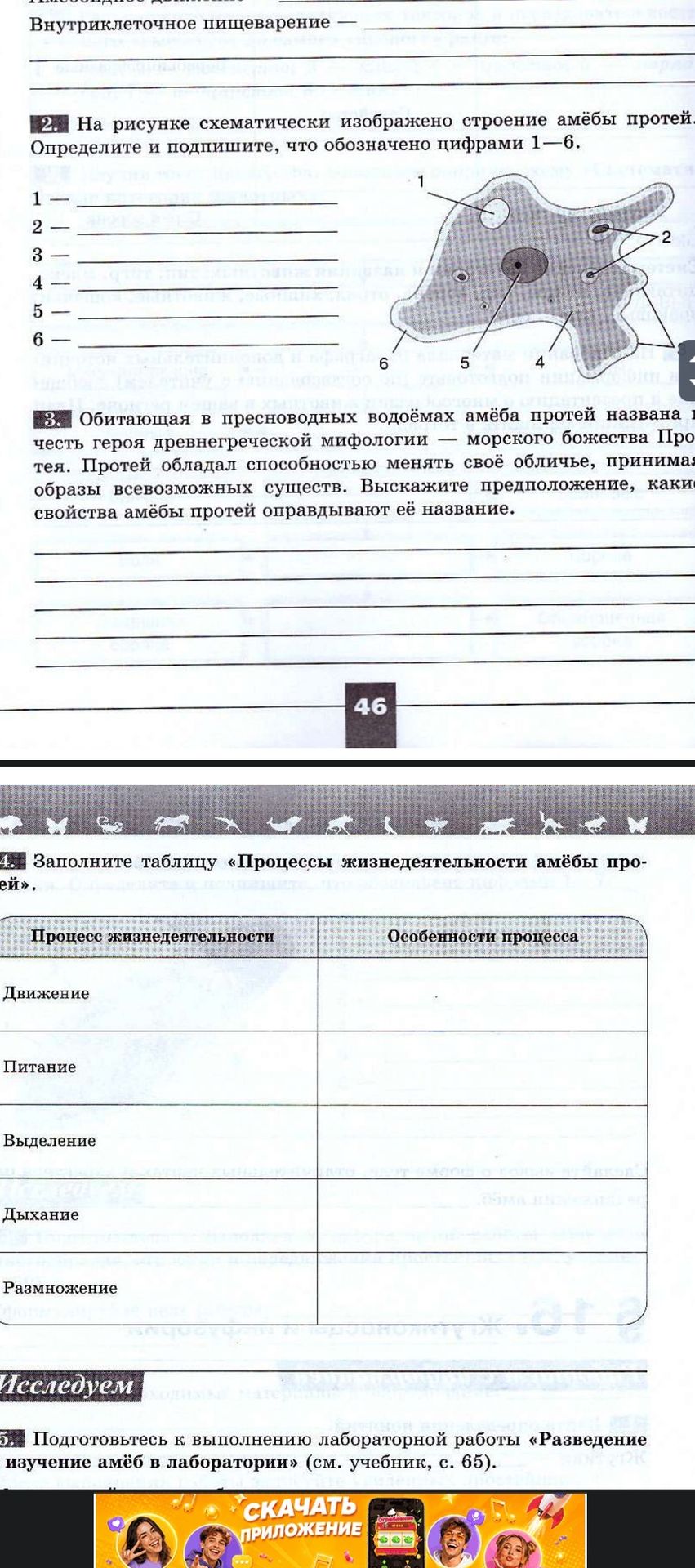 Фото задания: 4. Заполните таблицу «Процессы жизнедеятельности амёбы протей». Процессы: движение, питание, выделение, дыхание, размножение.