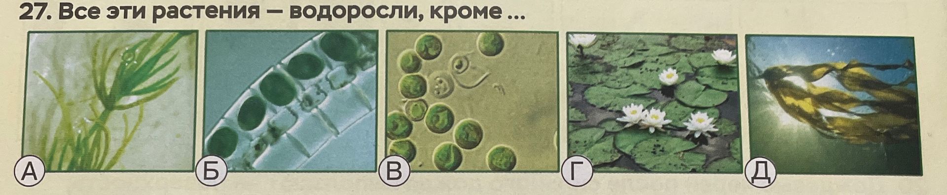 Фото задания: 27. Все эти растения — водоросли, кроме …