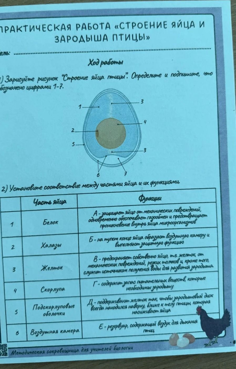 Фото задания: 1) Зарисуйте рисунок «Строение яйца птицы». Определите и подпишите, что обозначено цифрами 1–7.