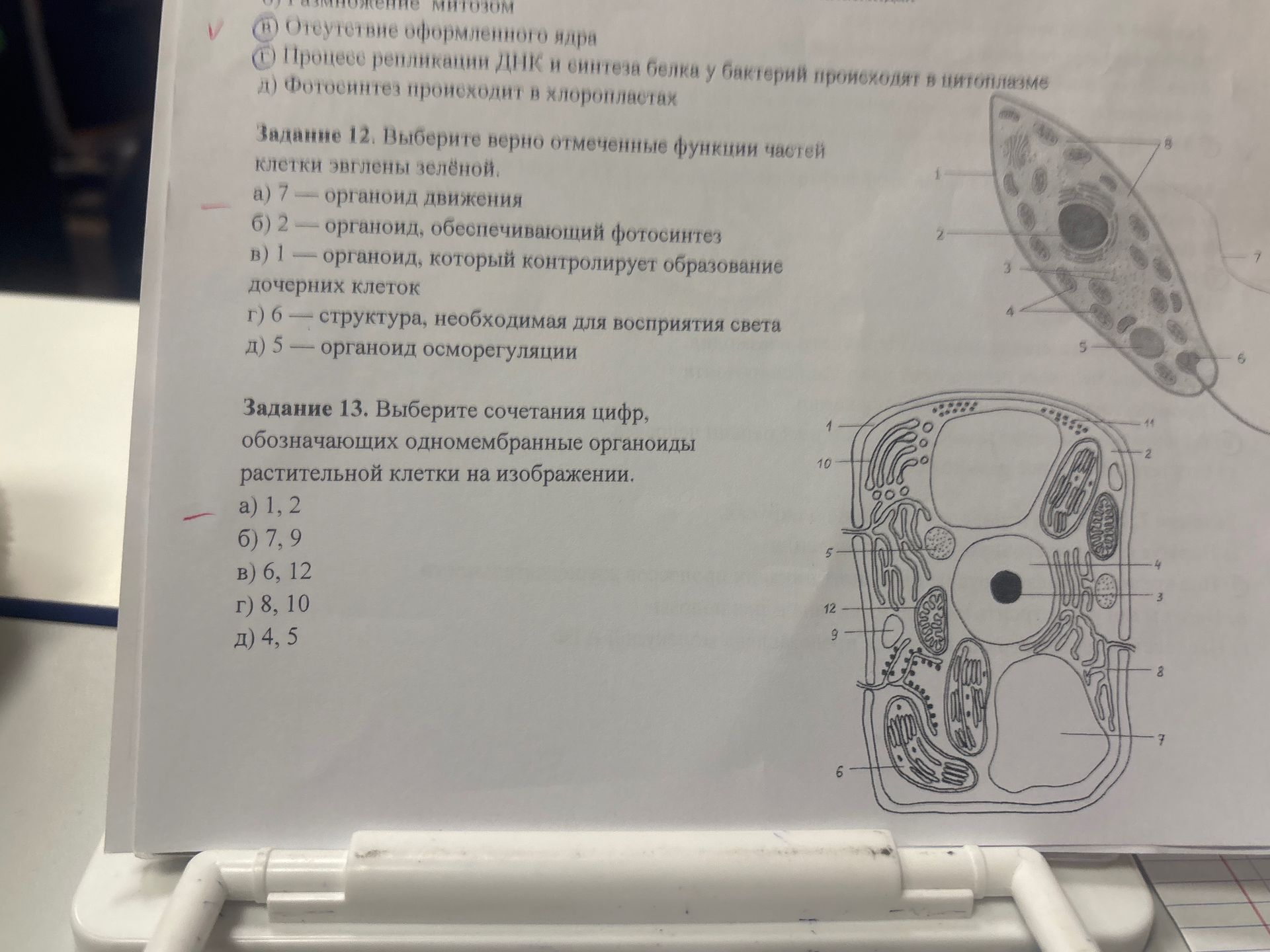 Фото задания: Задание 13. Выберите сочетания цифр, обозначающих одномембранные органоиды растительной клетки на изображении: а) 1, 2; б) 7,…
