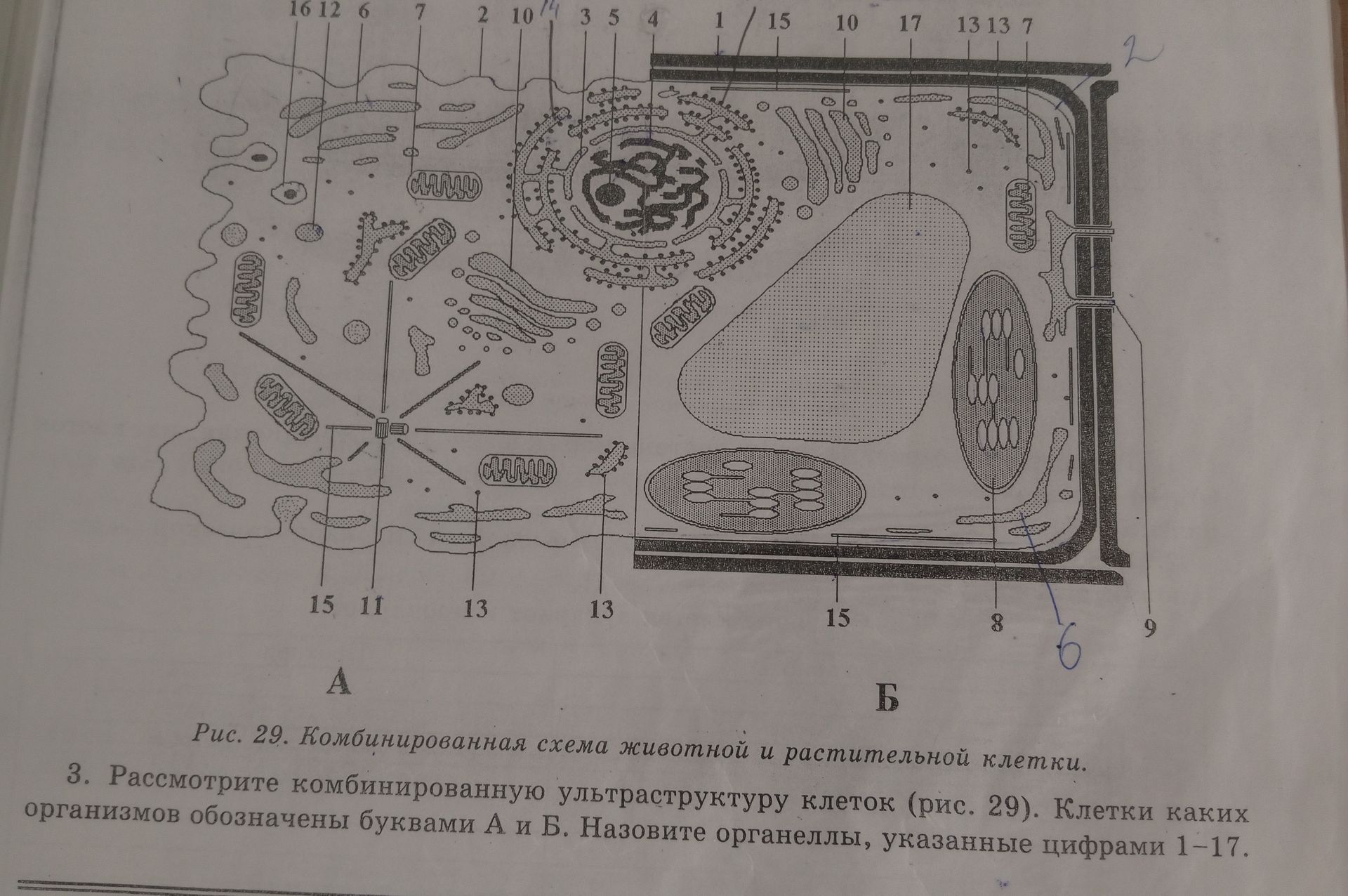 Фото задания: 3. Рассмотрите комбинированную ультраструктуру клеток (рис. 29). Клетки каких организмов обозначены буквами А и Б? Назовите…