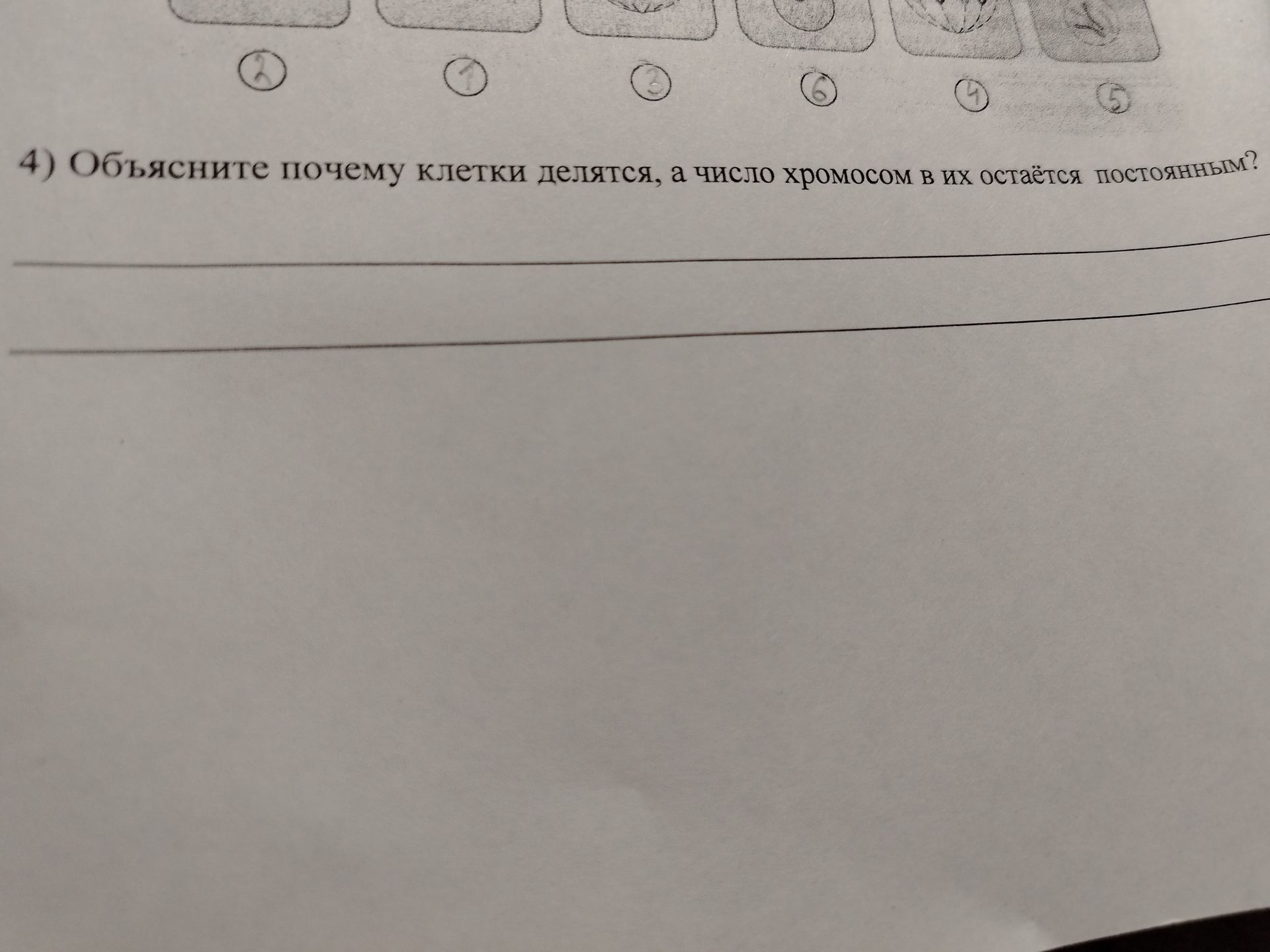 Фото задания: 4) Объясните, почему клетки делятся, а число хромосом в них остаётся постоянным?