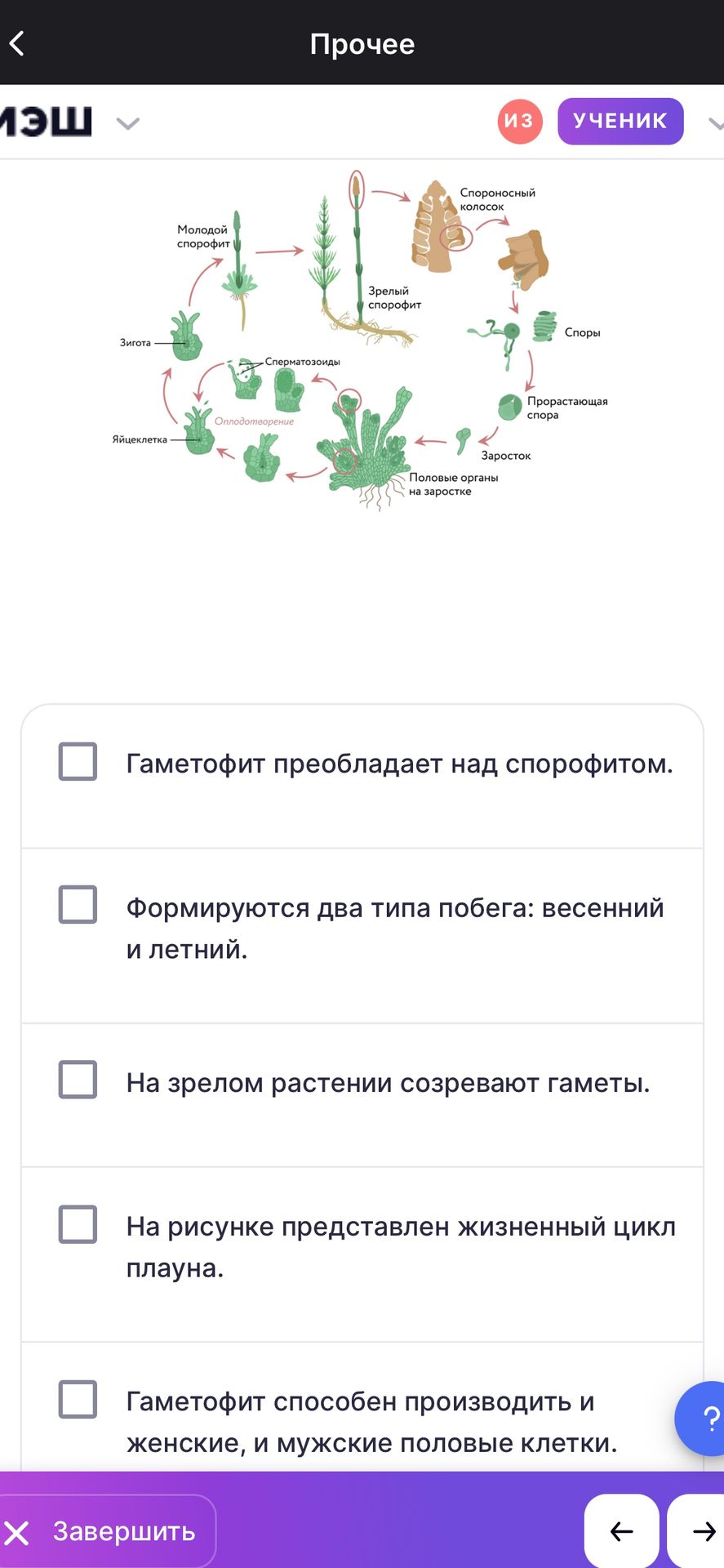 Фото задания: По рисунку жизненного цикла определите верные утверждения: 1) Гаметофит преобладает над спорофитом. 2) Формируются два типа…