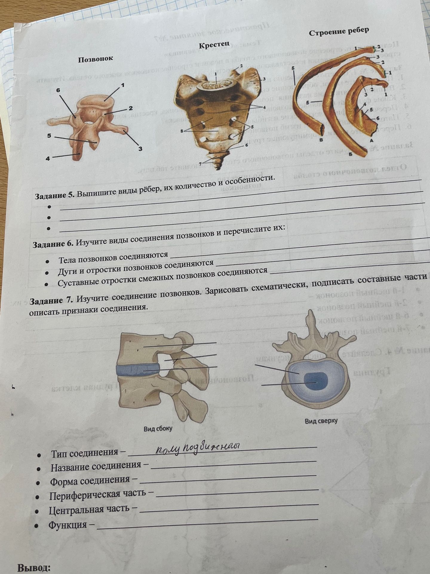 Фото задания: Задание 5. Выпишите виды рёбер, их количество и особенности.
