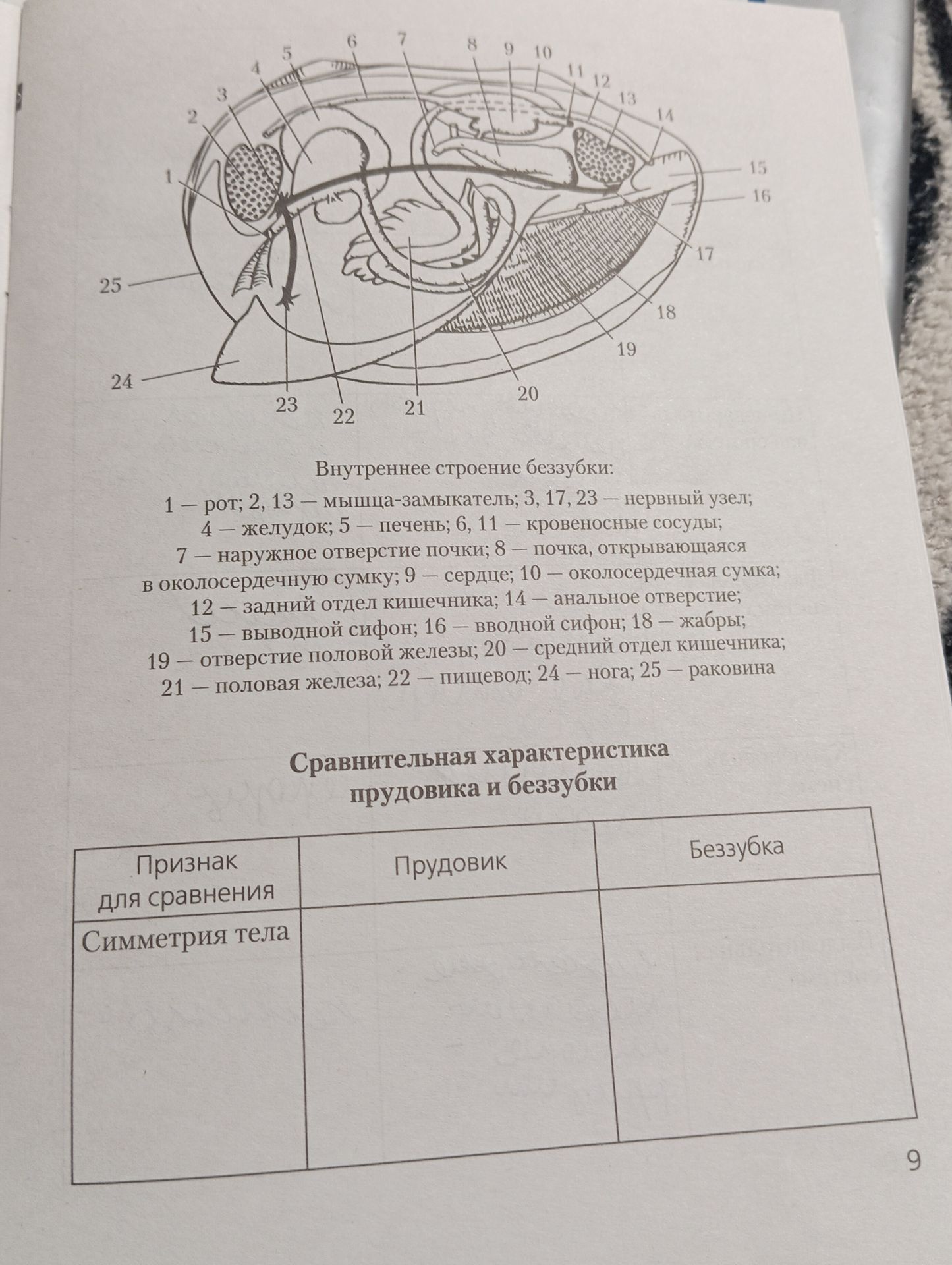 Фото задания: Сравнительная характеристика прудовика и беззубки. Заполните таблицу: признак для сравнения — симметрия тела.