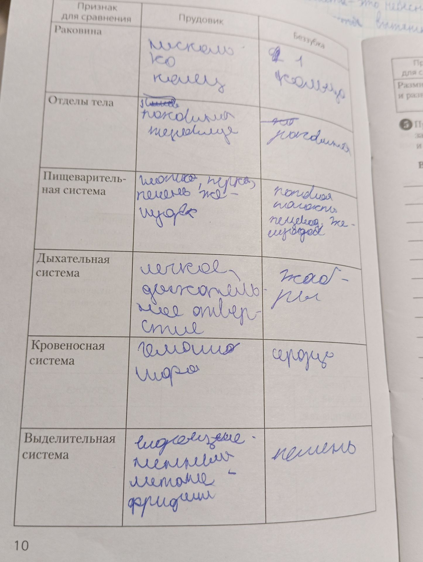 Фото задания: Заполнить таблицу «Признак для сравнения»: прудовик и беззубка. Строки: раковина, отделы тела, пищеварительная система,…