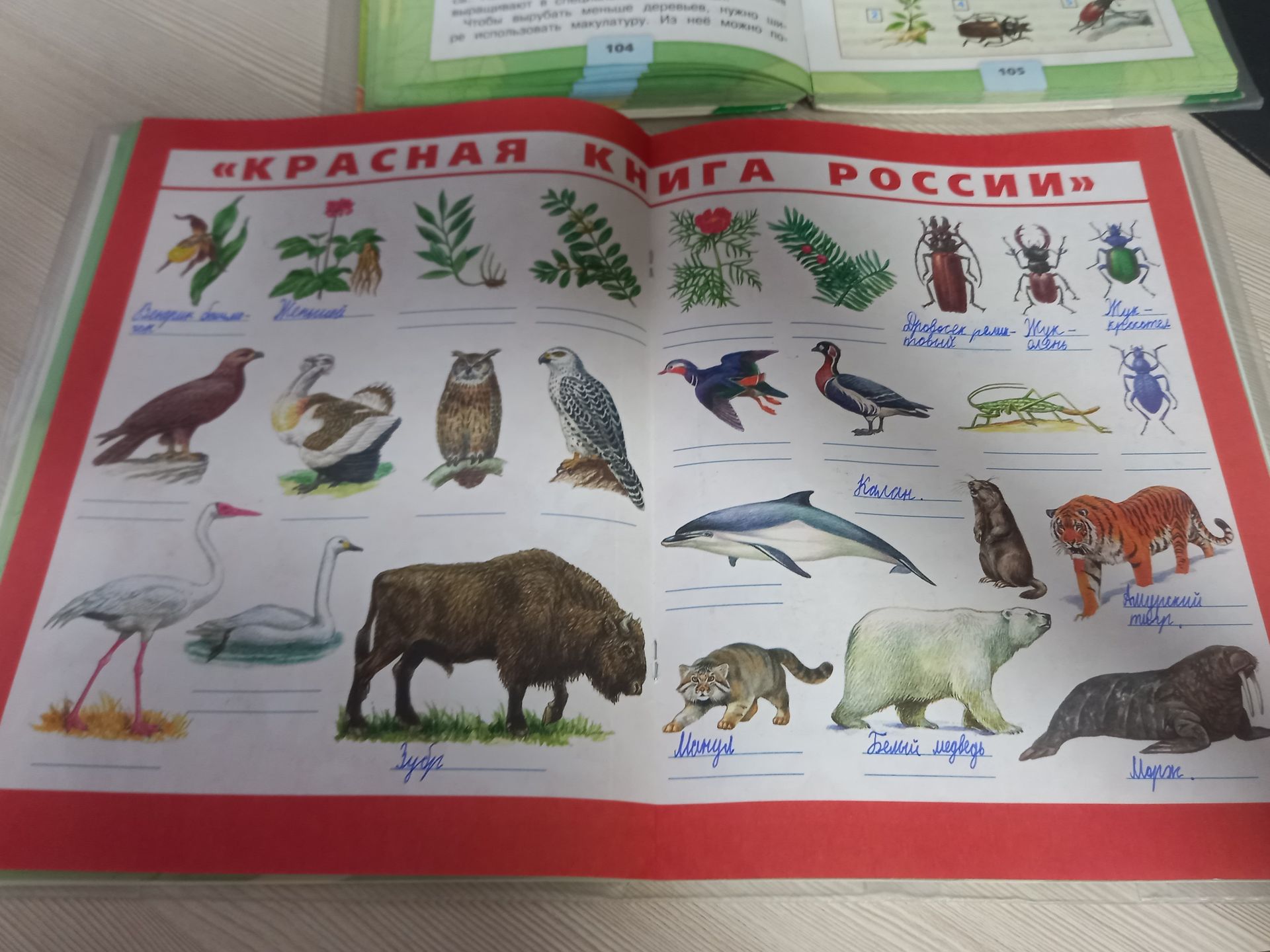 Фото задания: Страница «Красная книга России» с изображениями растений, насекомых и животных и строками для подписей.