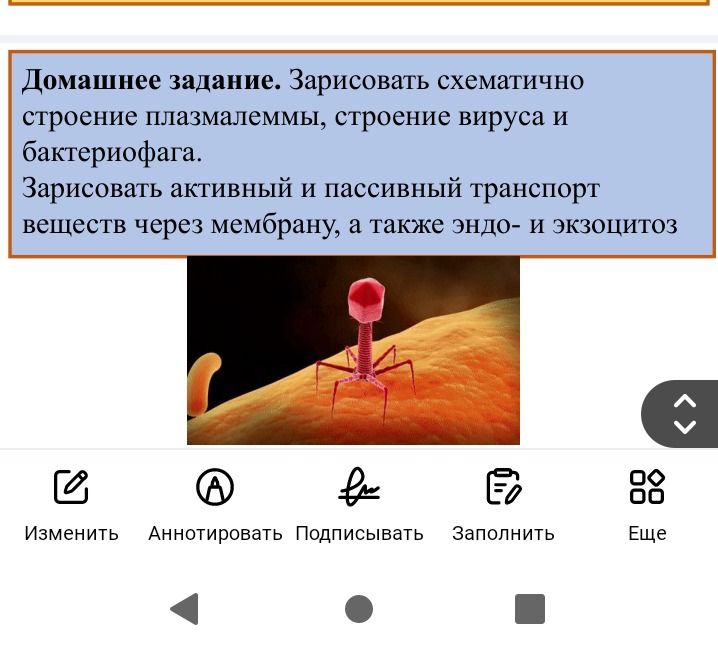 Фото задания: Домашнее задание. Зарисовать схематично строение плазмалеммы, строение вируса и бактериофага. Зарисовать активный и пассивный…