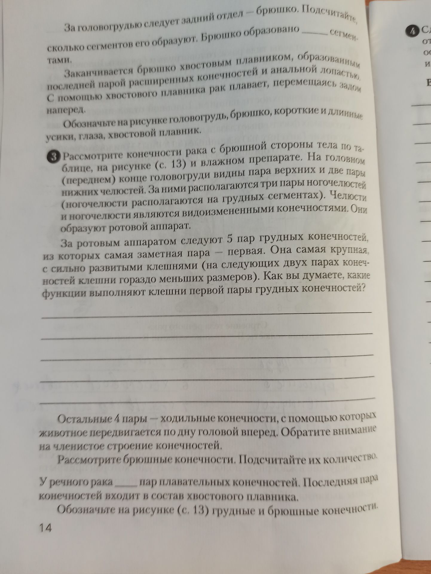 Фото задания: Рассмотрите брюшные конечности. Подсчитайте их количество. У речного рака ____ пар плавательных конечностей. Последняя пара…