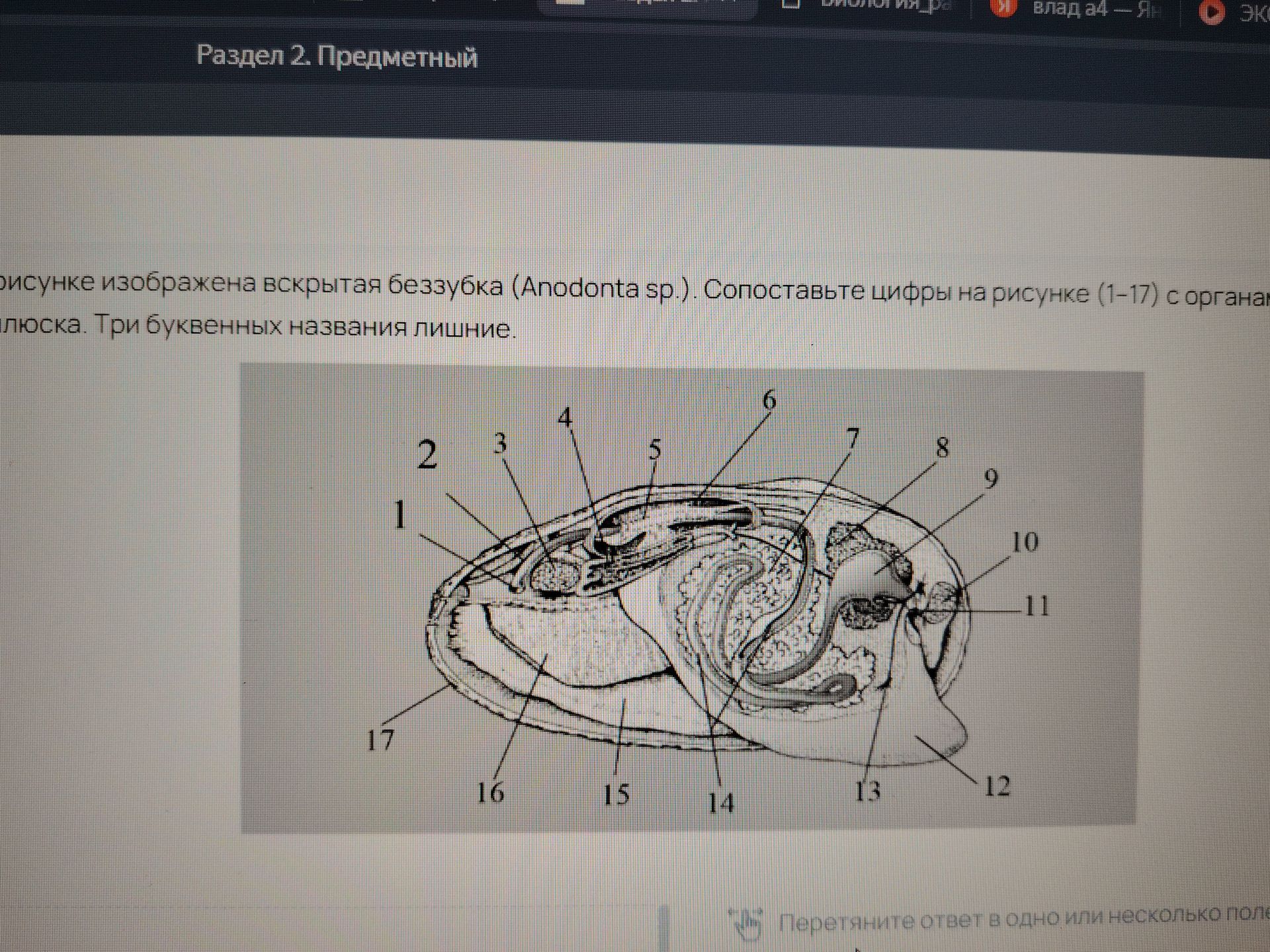 Фото задания: [Начало и конец условия обрезаны] На рисунке изображена вскрытая беззубка (Anodonta sp.). Сопоставьте цифры на рисунке (1–17)…