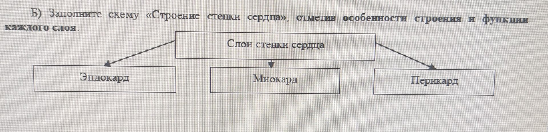Фото задания: Б) Заполните схему «Строение стенки сердца», отметив особенности строения и функции каждого слоя.
