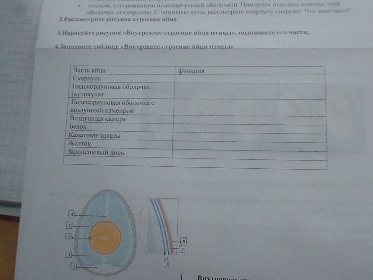 Фото задания: 2. Рассмотрите рисунок «Строение яйца».