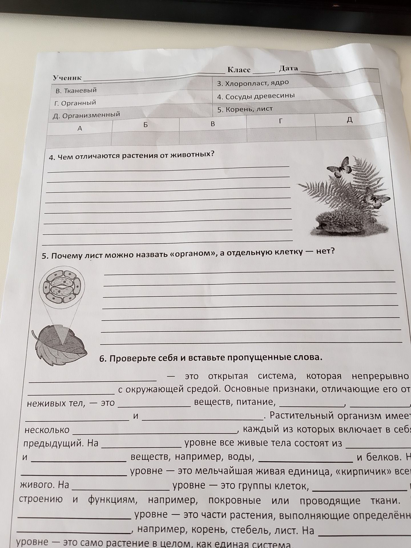 Фото задания: 5. Почему лист можно назвать «органом», а отдельную клетку — нет?