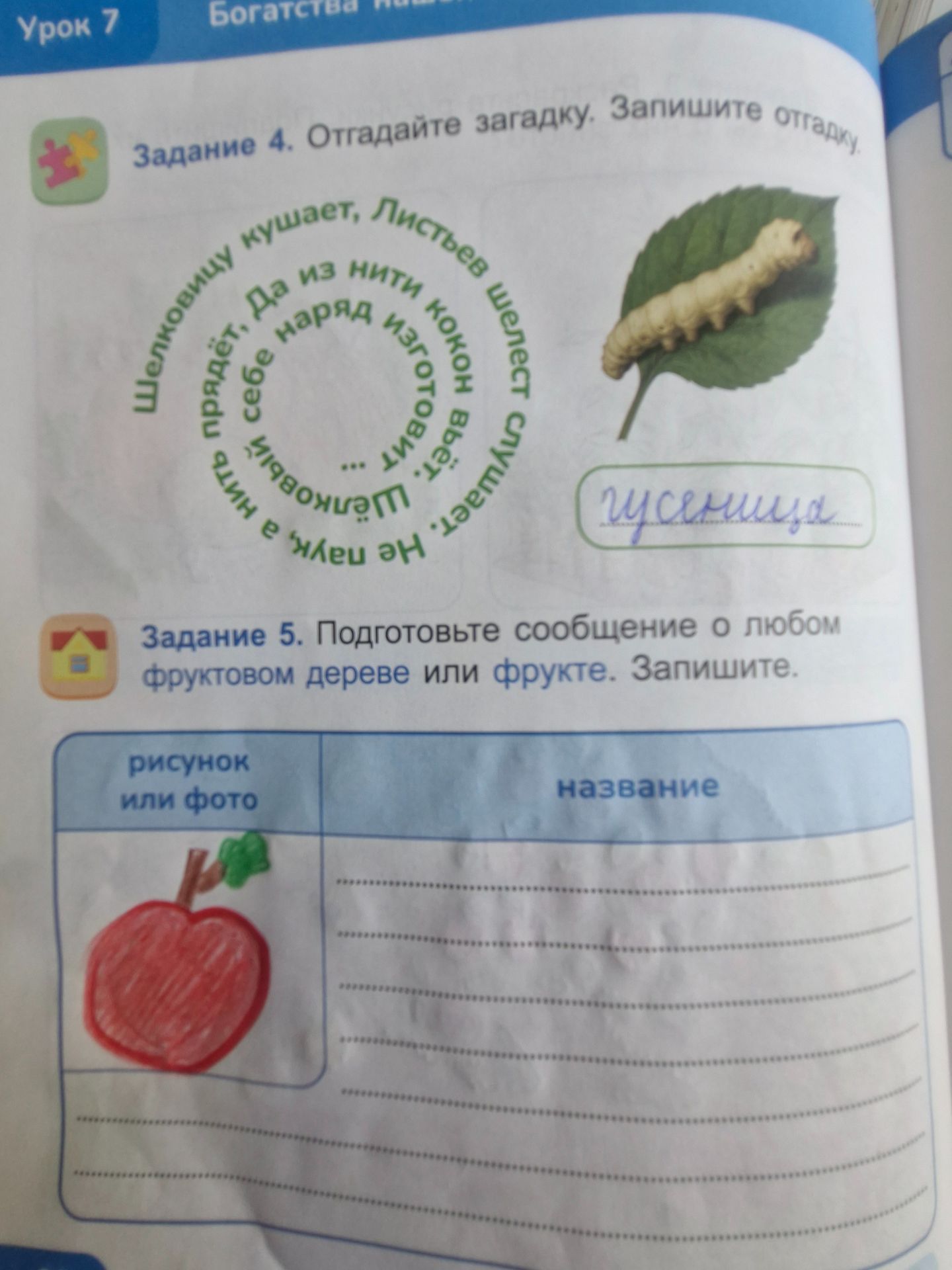 Фото задания: Задание 5. Подготовьте сообщение о любом фруктовом дереве или фрукте. Запишите. На рисунке — яблоко.