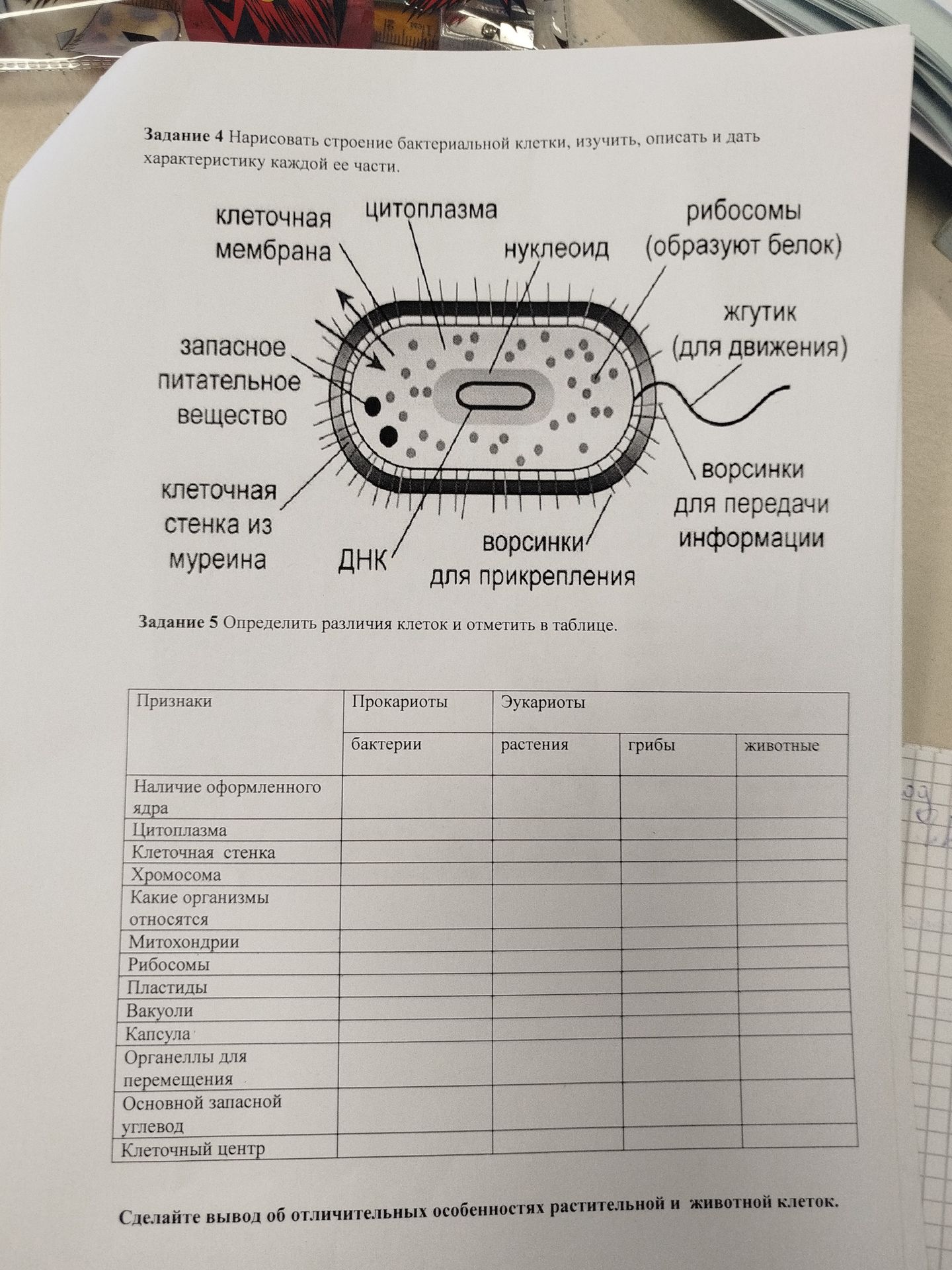 Фото задания: Задание 5. Определить различия клеток и отметить в таблице. Признаки: наличие оформленного ядра; цитоплазма; клеточная…