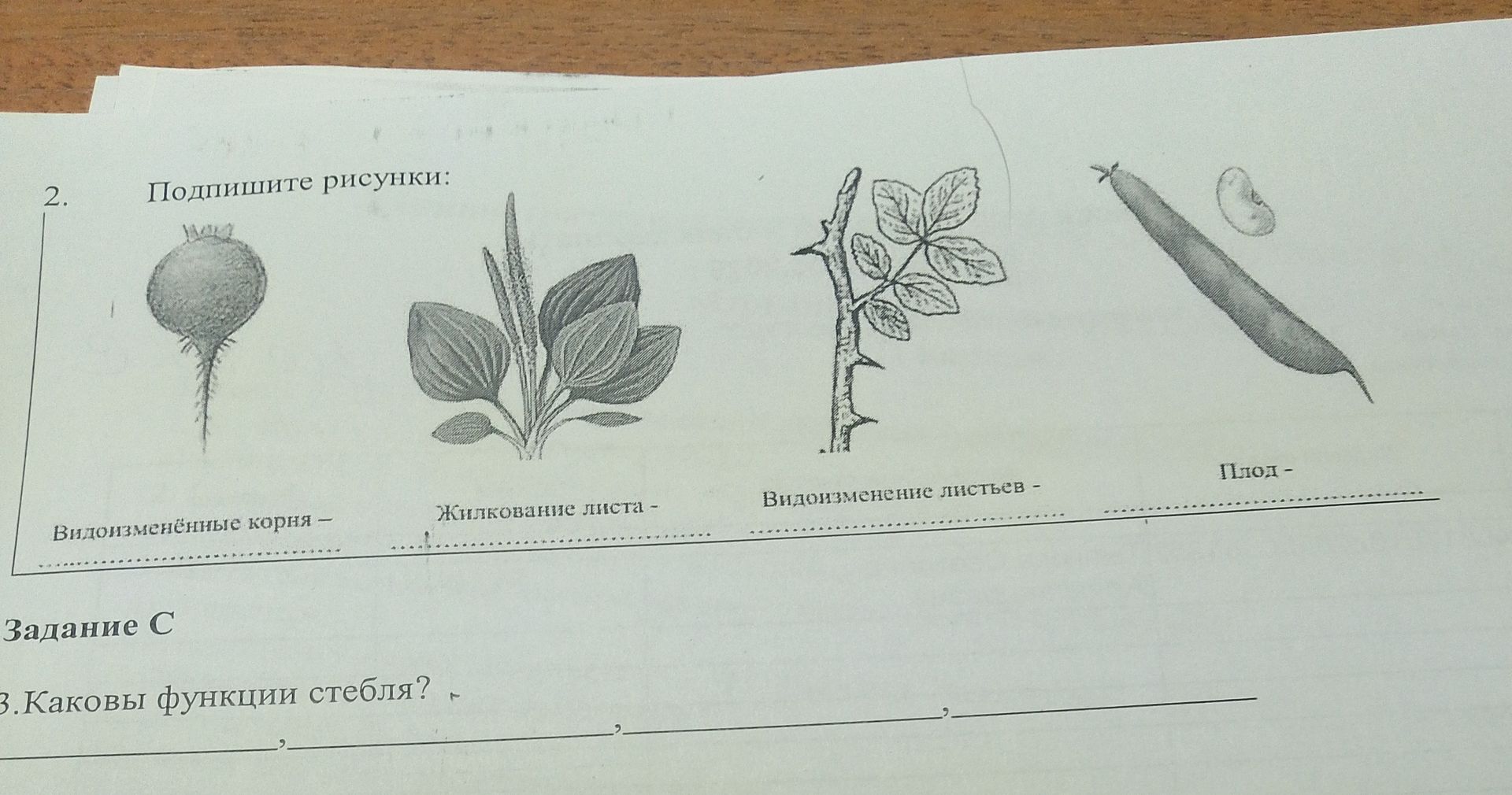 Фото задания: 3. Каковы функции стебля?