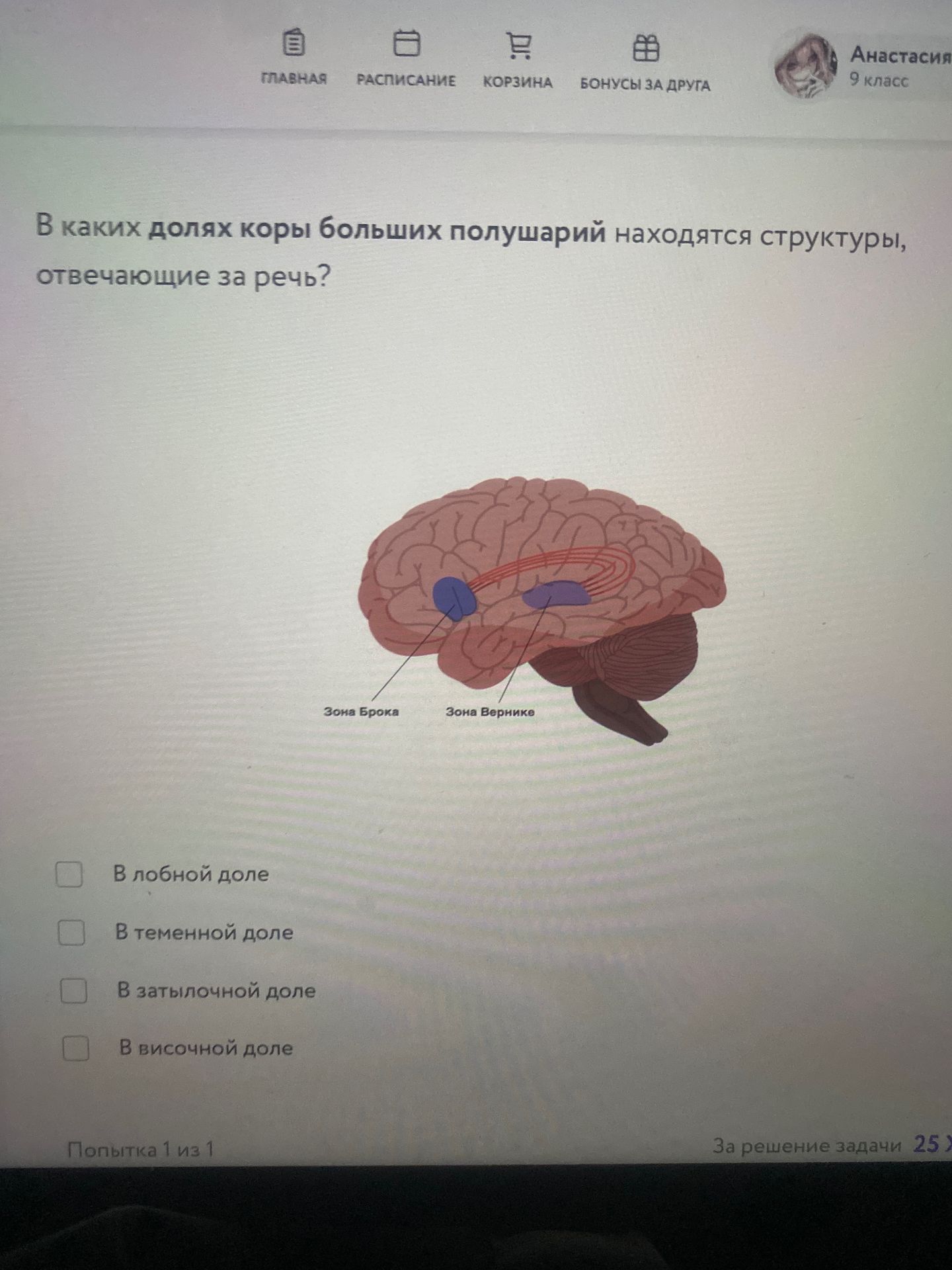 Фото задания: В каких долях коры больших полушарий находятся структуры, отвечающие за речь? Выберите все подходящие варианты: в лобной…
