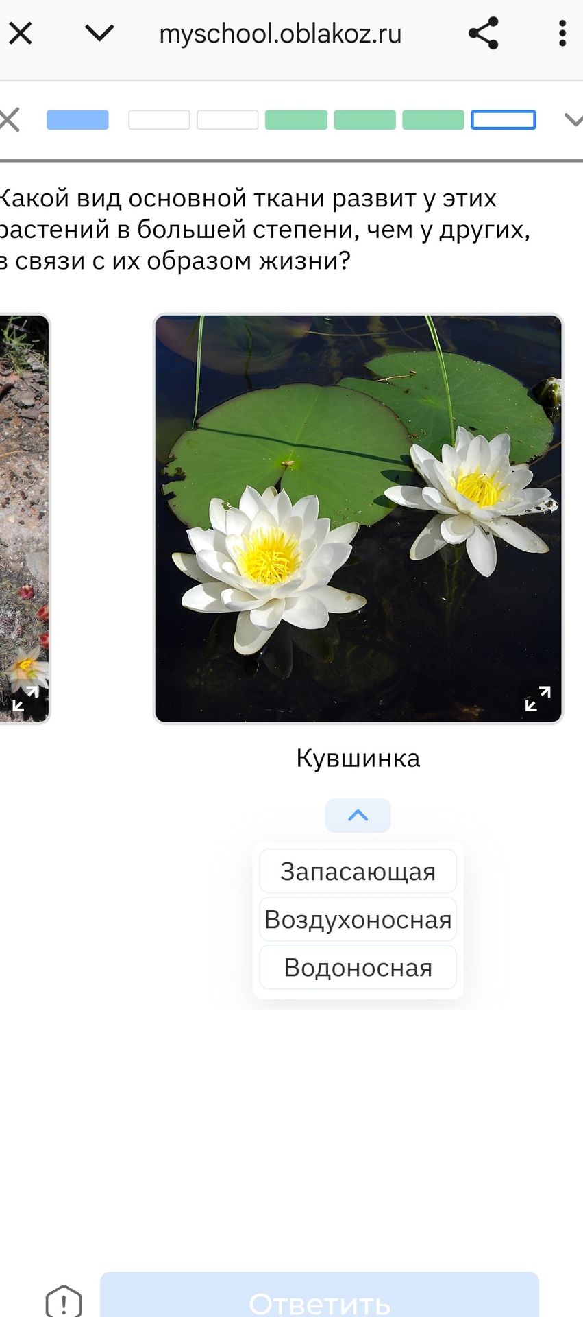 Фото задания: Какой вид основной ткани развит у кувшинки в большей степени, чем у других растений, в связи с её образом жизни? Варианты:…
