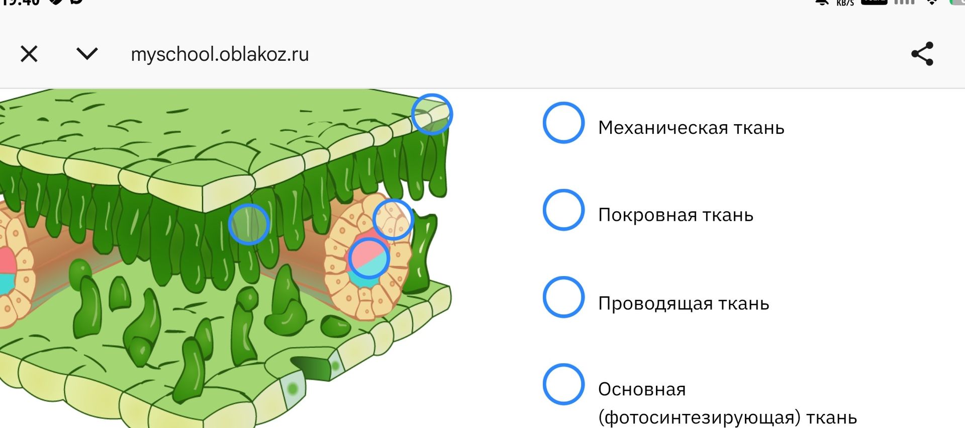 Фото задания: По рисунку определите ткани листа: механическая, покровная, проводящая, основная (фотосинтезирующая).