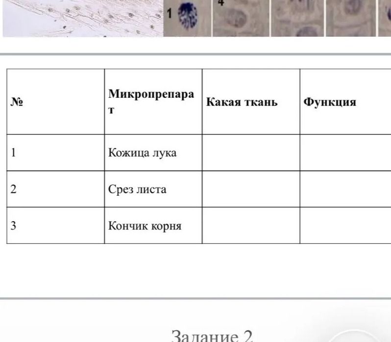 Фото задания: Заполните таблицу: укажите, какая ткань представлена на микропрепаратах «Кожица лука», «Срез листа», «Кончик корня», и…