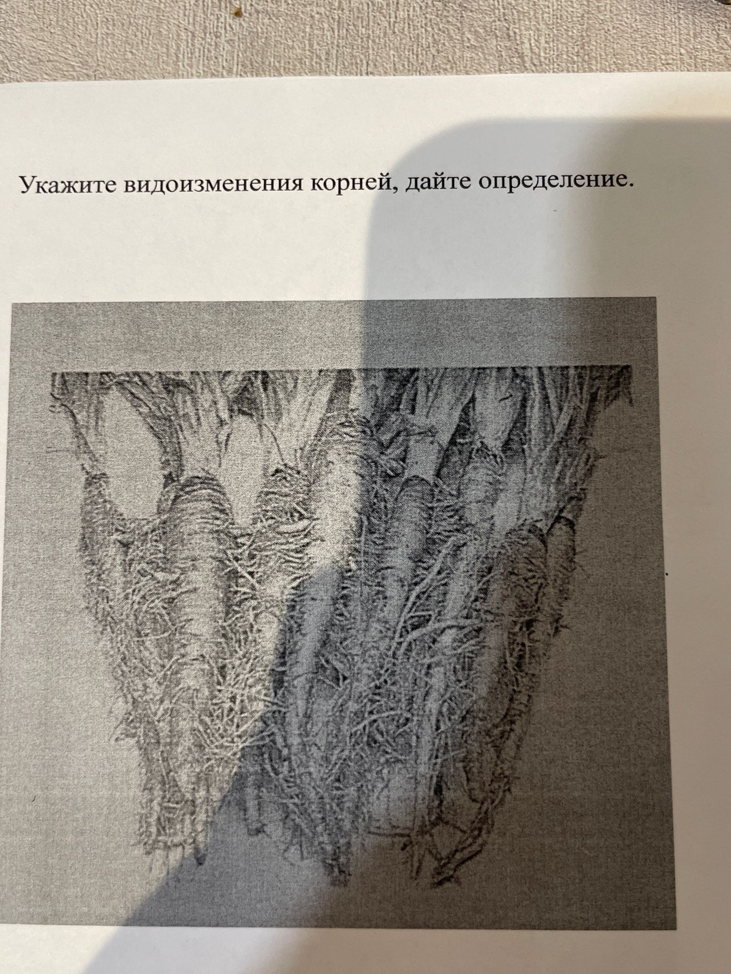 Фото задания: Укажите видоизменения корней, дайте определение.