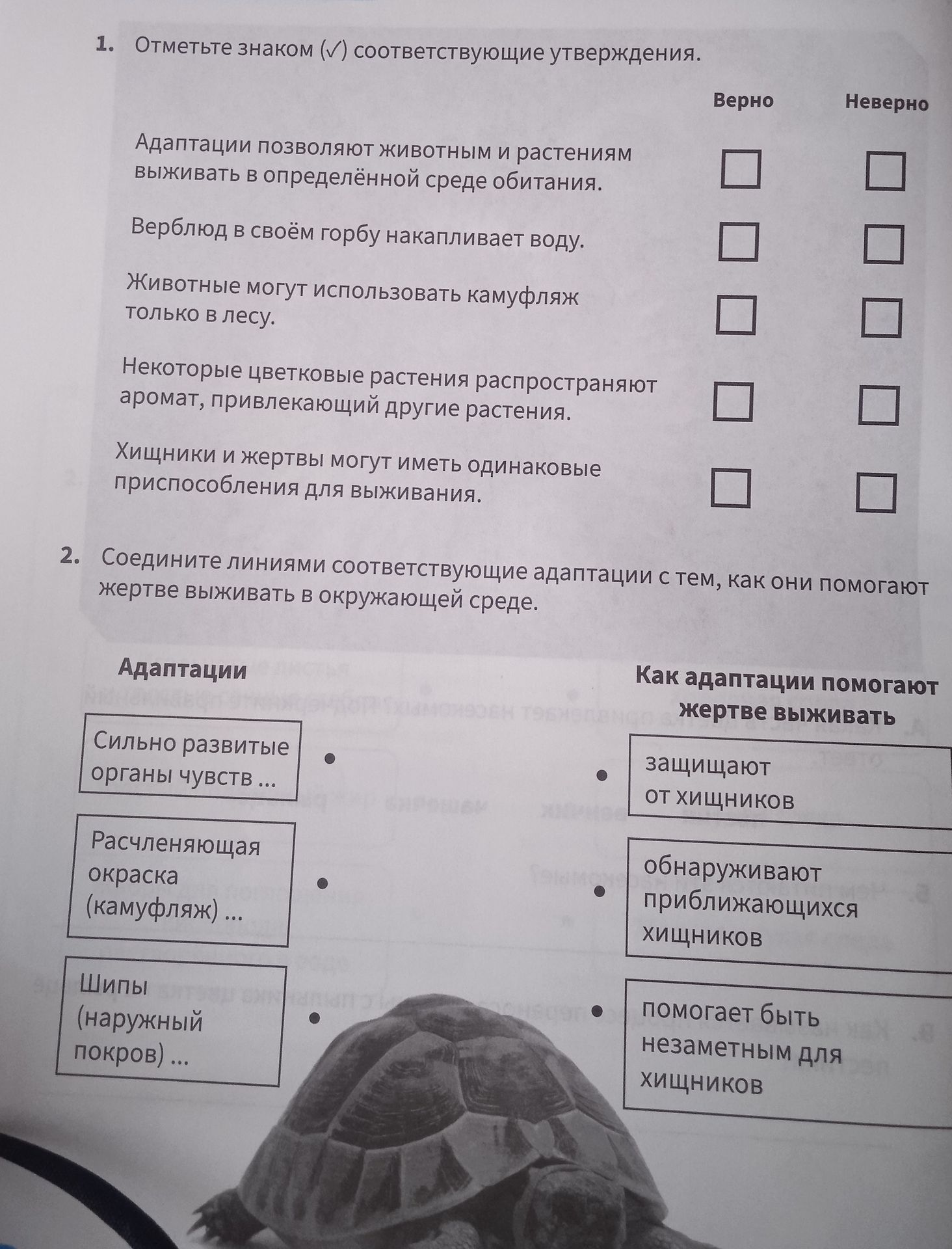 Фото задания: 2. Соедините линиями соответствующие адаптации с тем, как они помогают жертве выживать в окружающей среде: сильно развитые…