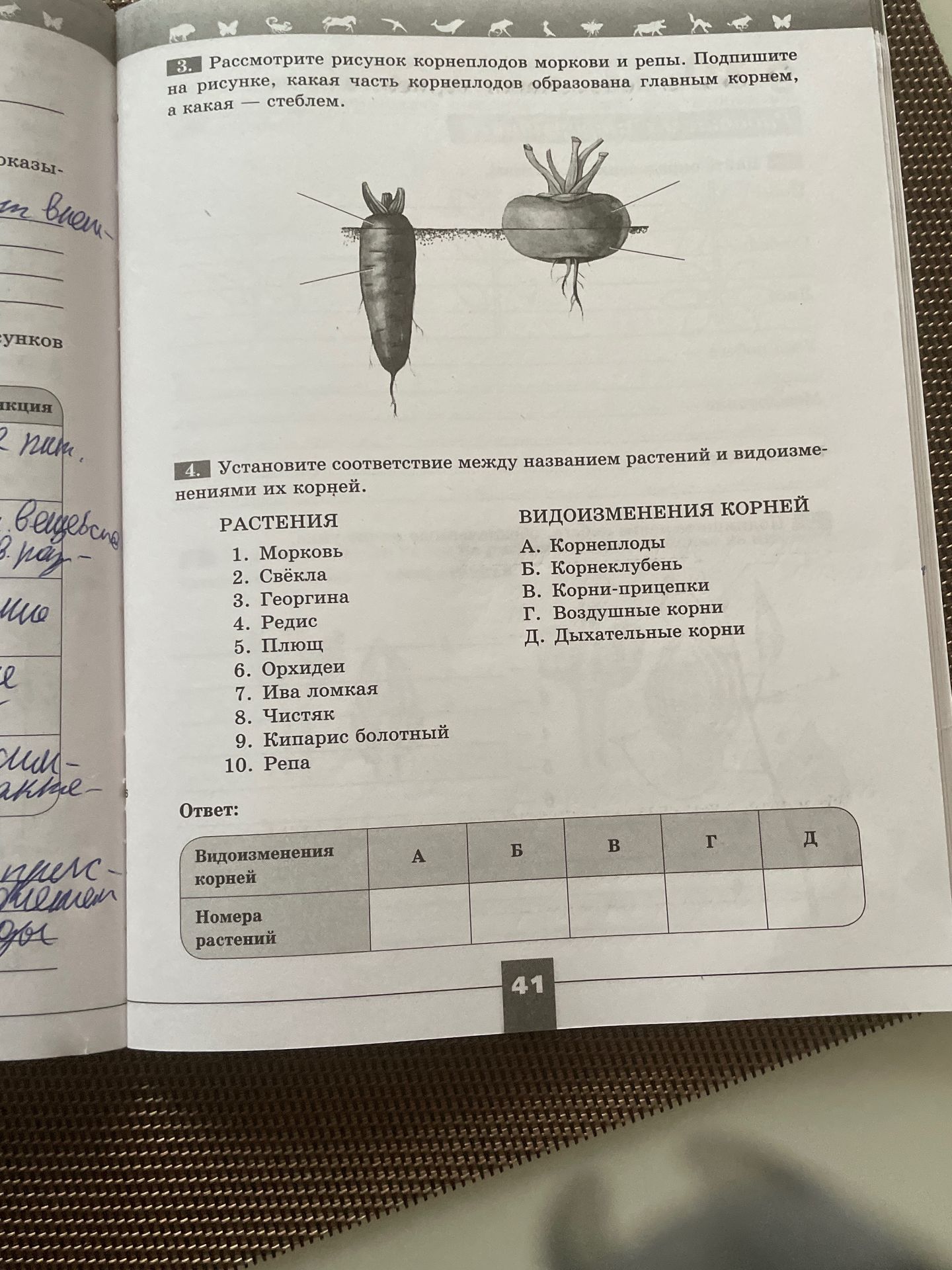 Фото задания: 4. Установите соответствие между названием растений и видоизменениями их корней: 1. Морковь; 2. Свёкла; 3. Георгина; 4.…