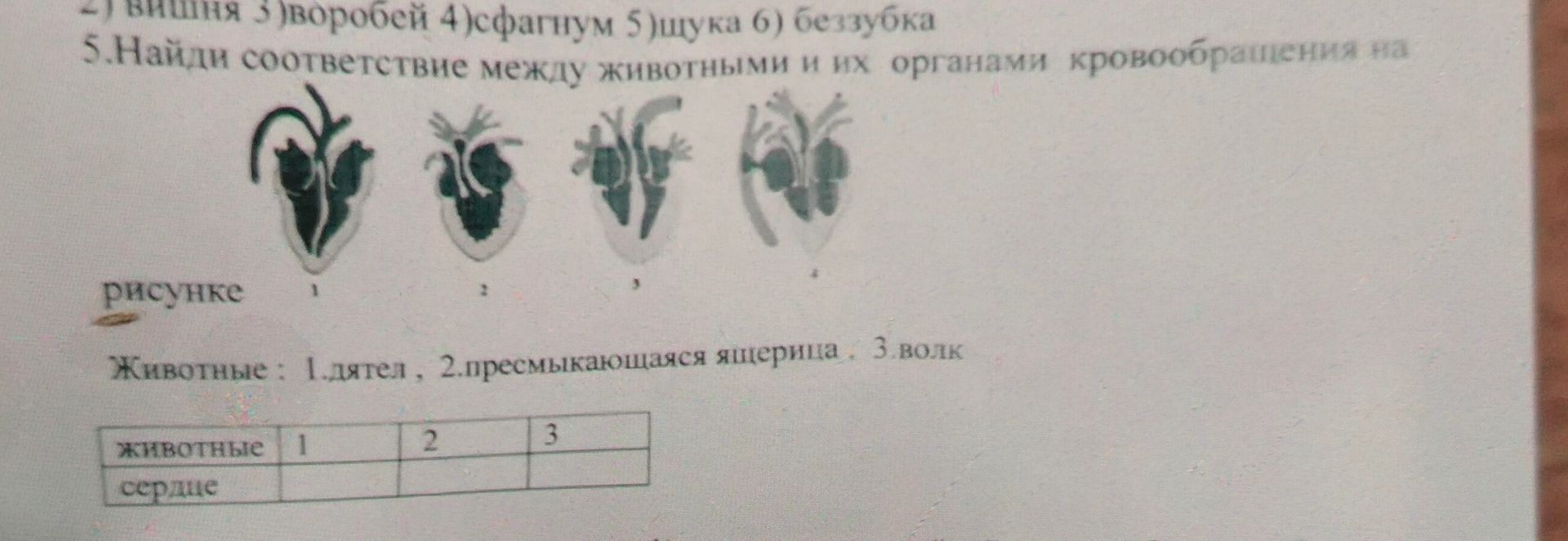 Фото задания: 5. Найди соответствие между животными и их органами кровообращения на рисунке. Животные: 1. дятел, 2. пресмыкающаяся ящерица,…