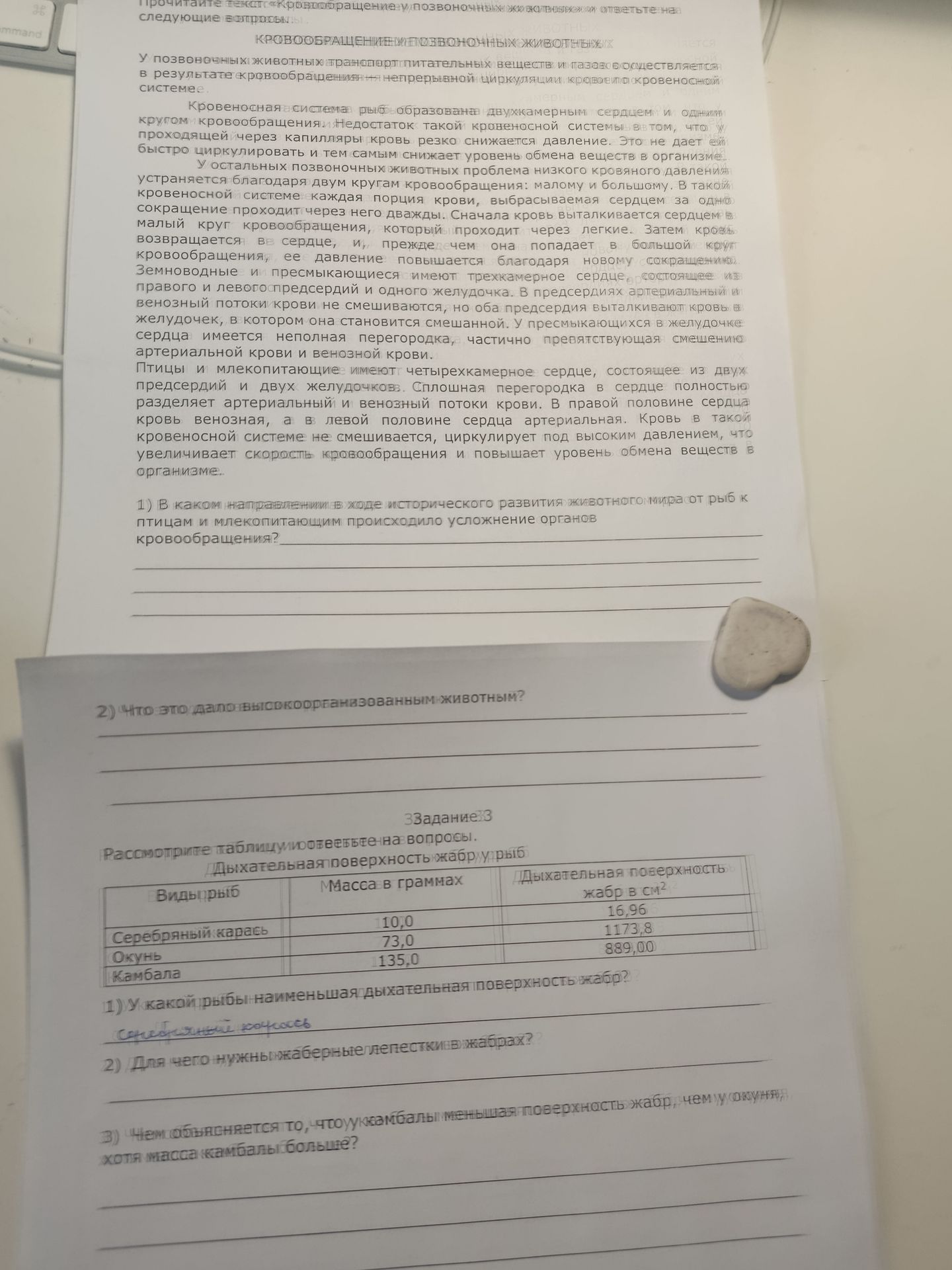Фото задания: Задание 3. Рассмотрите таблицу и ответьте на вопросы. Таблица «Дыхательная поверхность жабр рыб»: серебряный карась — масса…