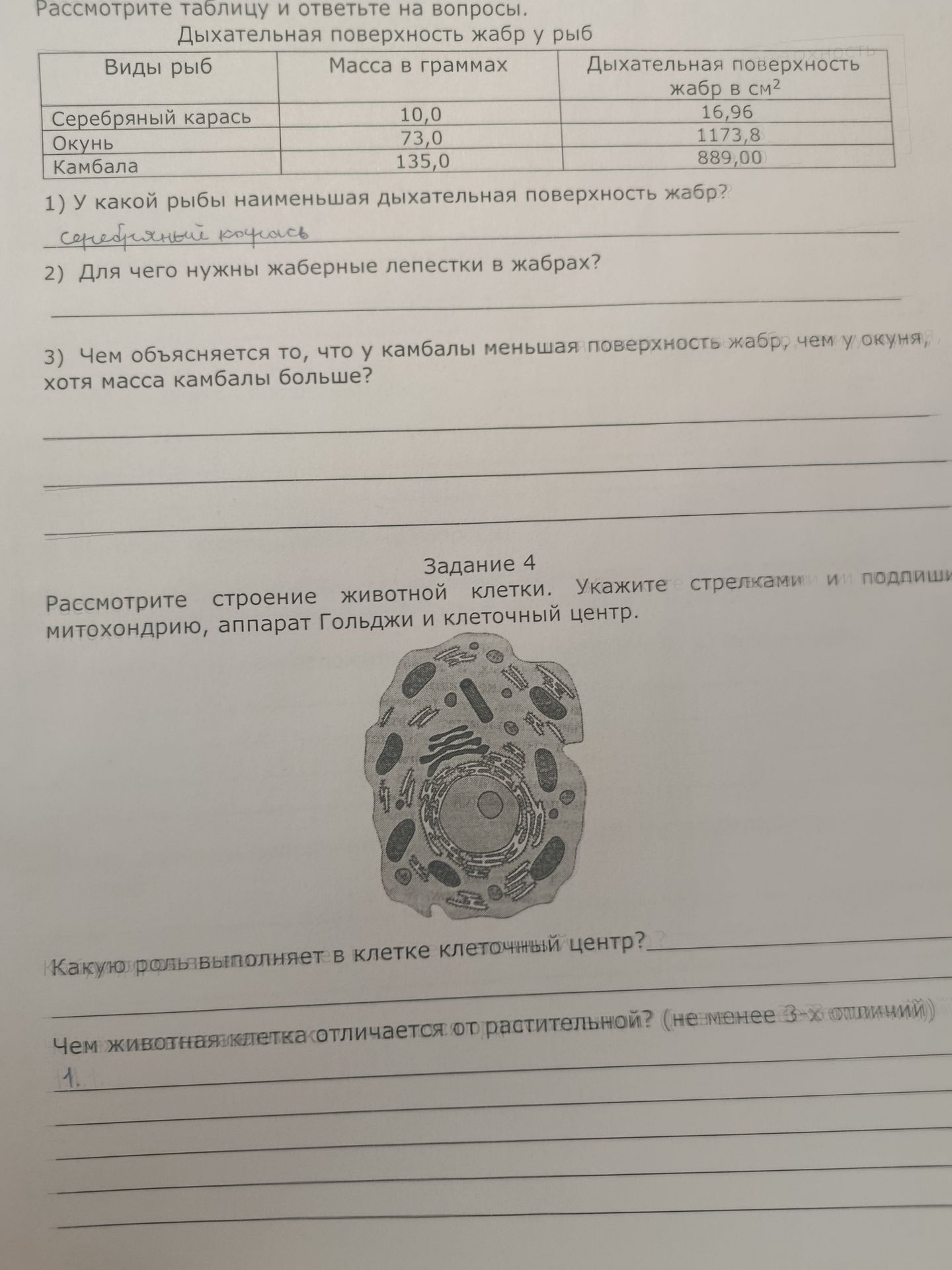 Фото задания: Задание 4. Рассмотрите строение животной клетки. Укажите стрелками и подпишите митохондрию, аппарат Гольджи и клеточный…