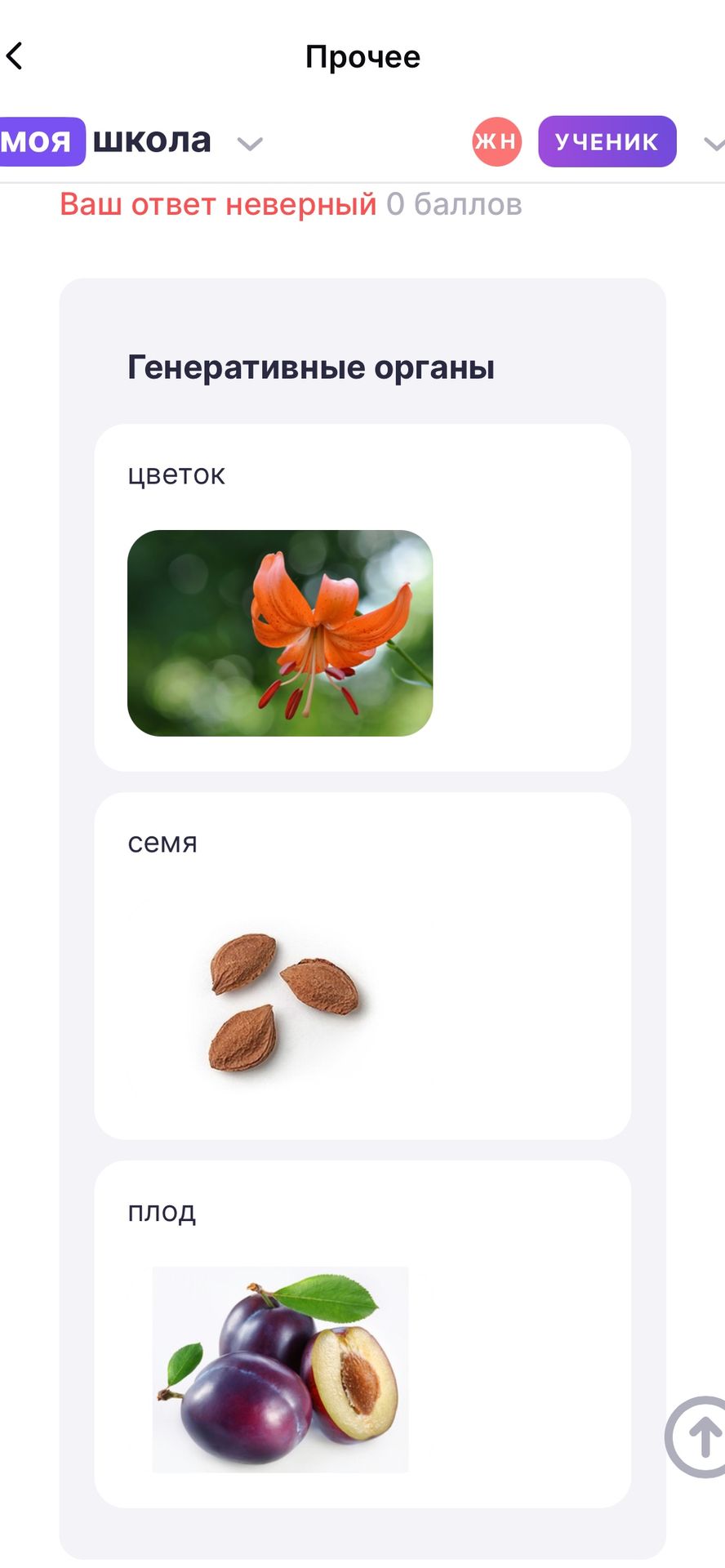 Фото задания: Генеративные органы: цветок, семя, плод.