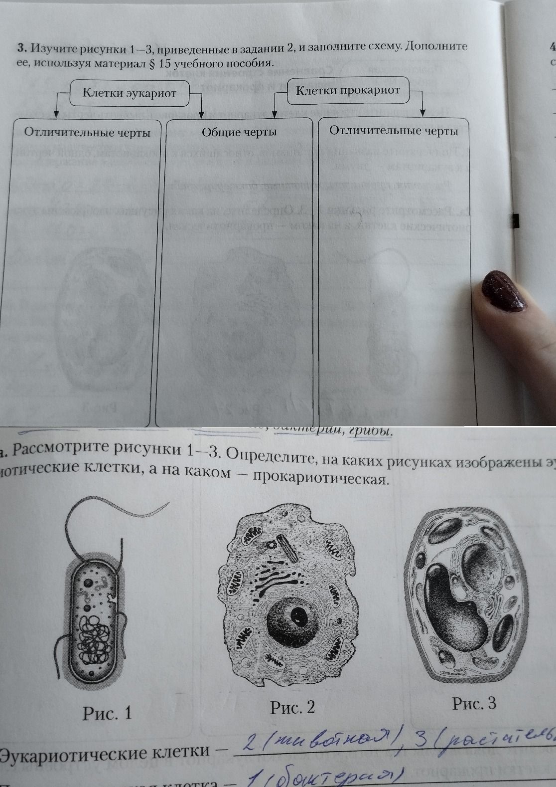 Фото задания: 3. Изучите рисунки 1–3, приведённые в задании 2, и заполните схему. Дополните ее, используя материал § 15 учебного пособия.