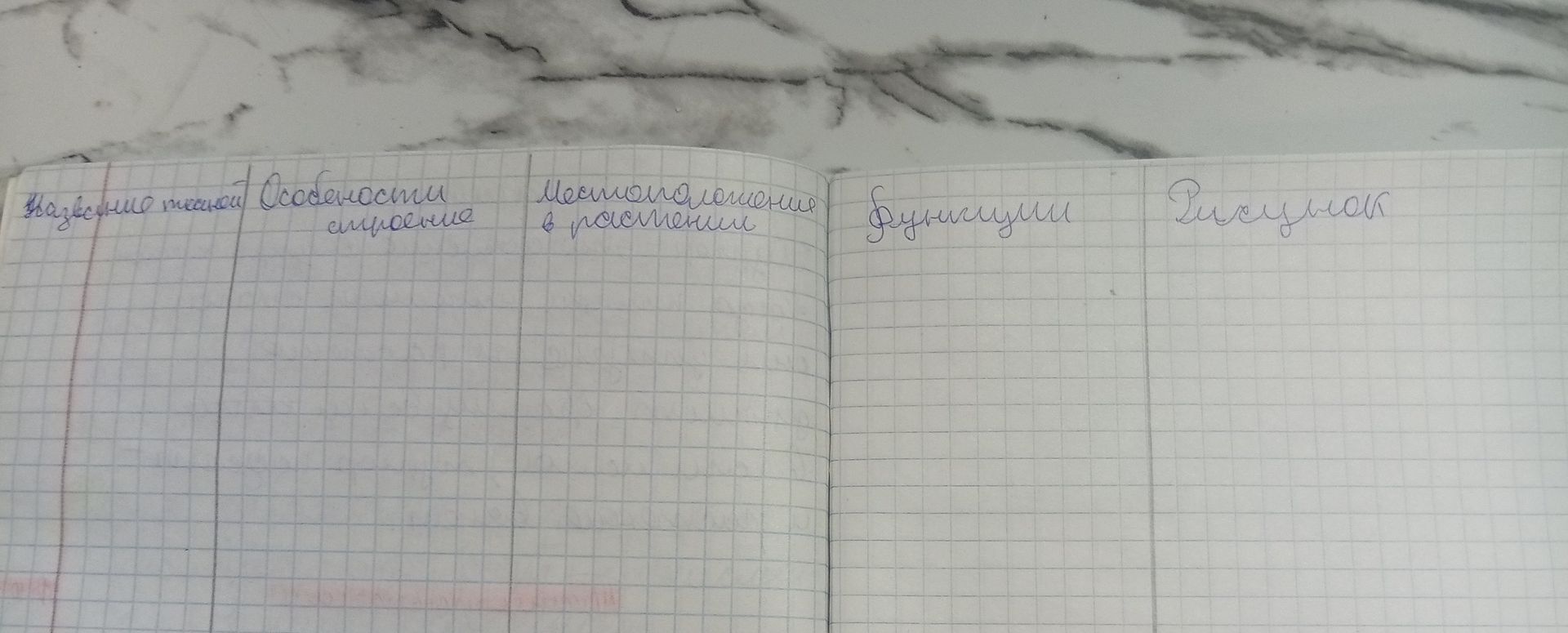 Фото задания: Заполните таблицу «Ткани растений»: название ткани, особенности строения, местоположение в растении, функции и рисунок.
