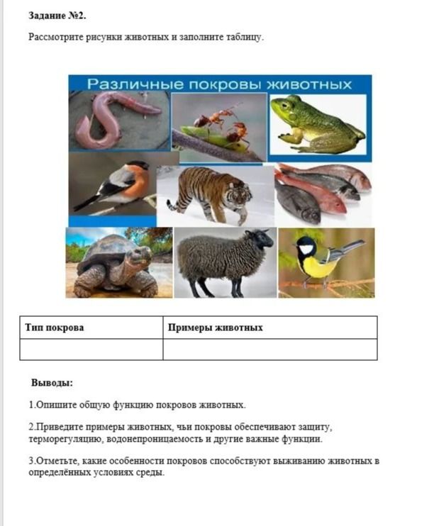 Фото задания: Задание №2. Рассмотрите рисунки животных и заполните таблицу. Выводы: 1. Опишите общую функцию покровов животных. 2.…