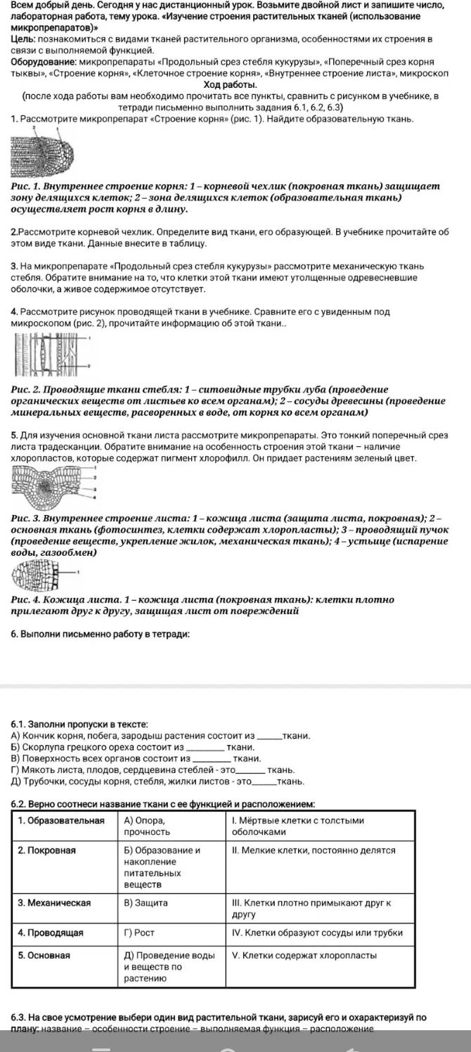 Фото задания: 5. Для изучения основной ткани листа рассмотрите микропрепарат. Это тонкий поперечный срез листа традесканции. Обратите…