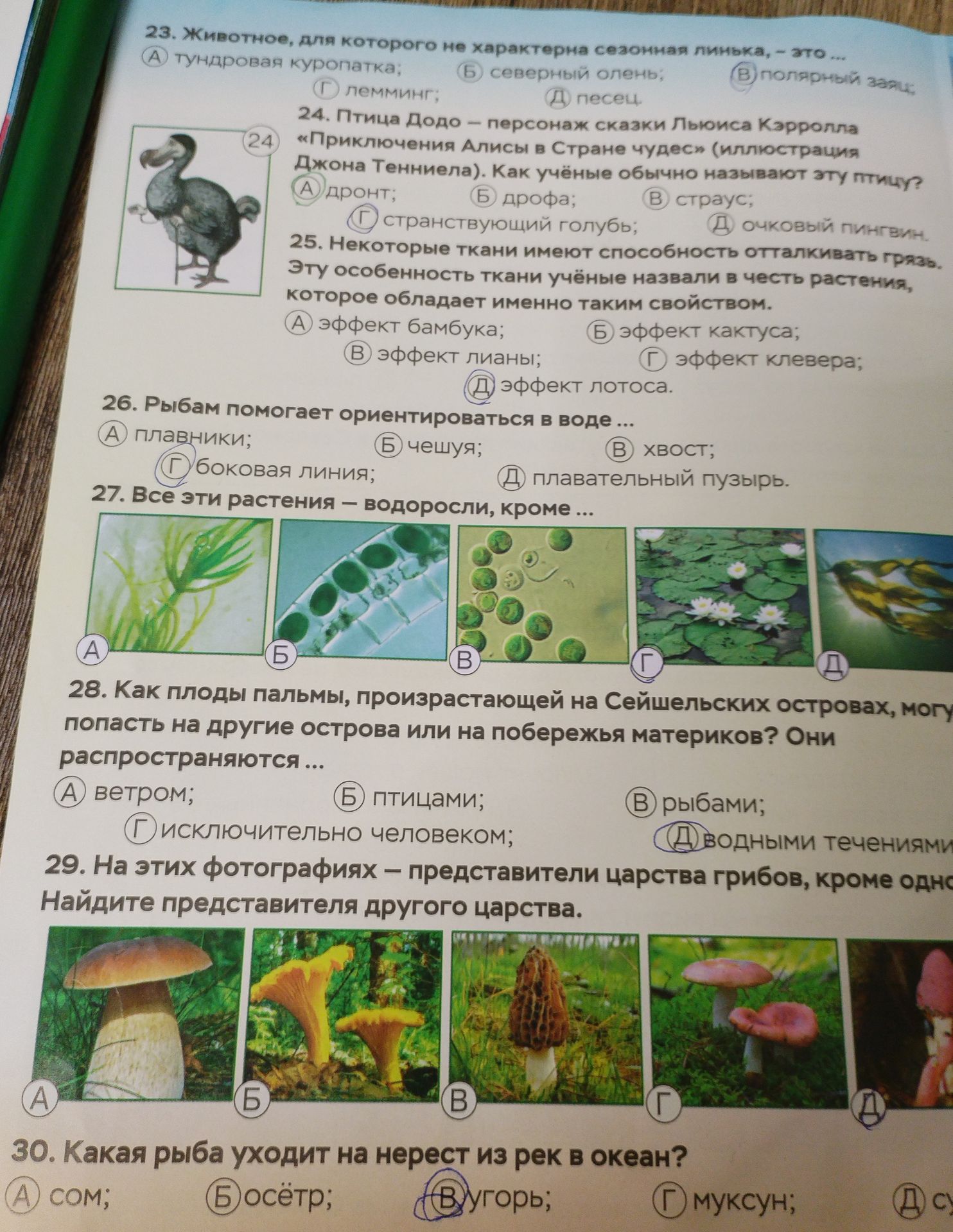 Фото задания: 30. Какая рыба уходит на нерест из рек в океан? А) сом; Б) осётр; В) горбуша; Г) муксун; Д) [вариант обрезан].