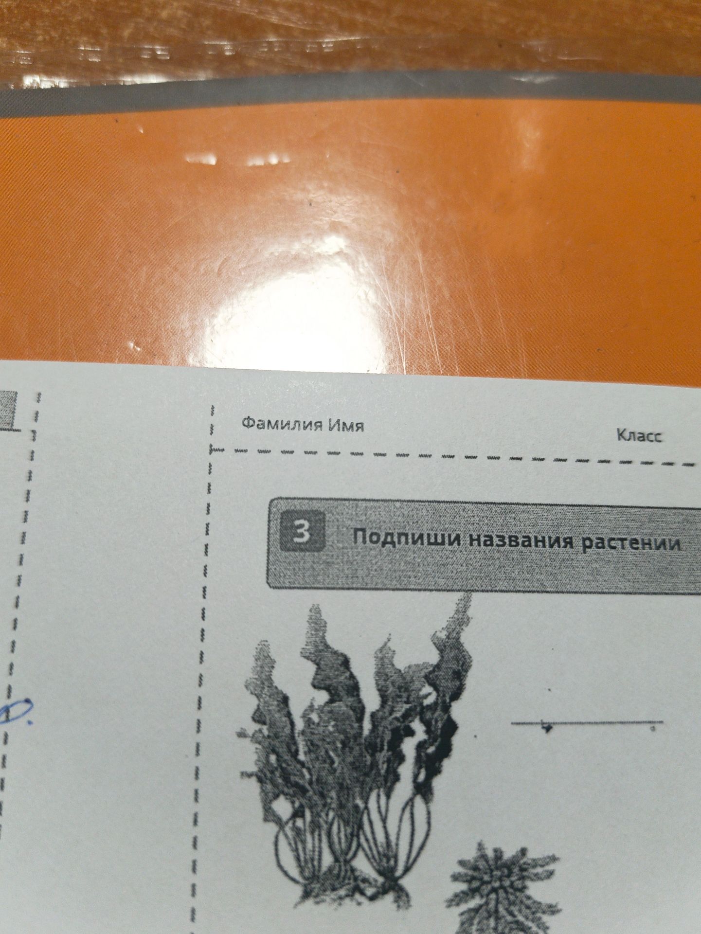 Фото задания: 3. Подпиши названия растений.