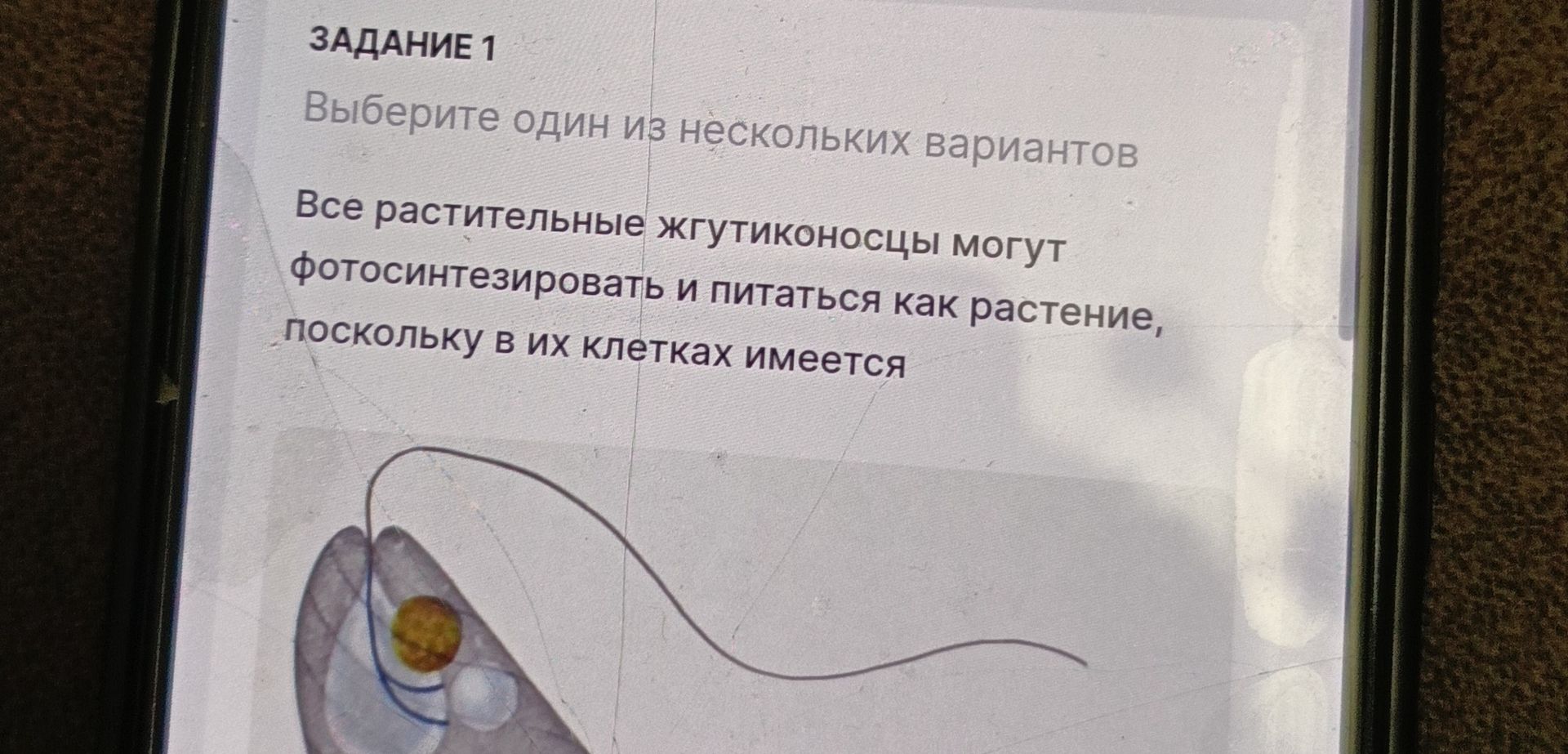 Фото задания: Задание 1. Выберите один из нескольких вариантов. Все растительные жгутиконосцы могут фотосинтезировать и питаться как…