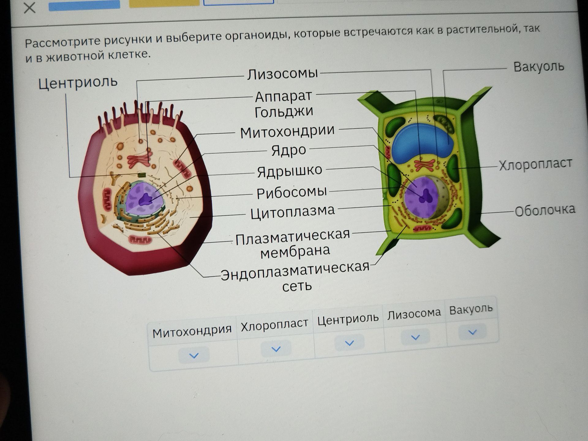 Фото задания: Рассмотрите рисунки и выберите органоиды, которые встречаются как в растительной, так и в животной клетке.