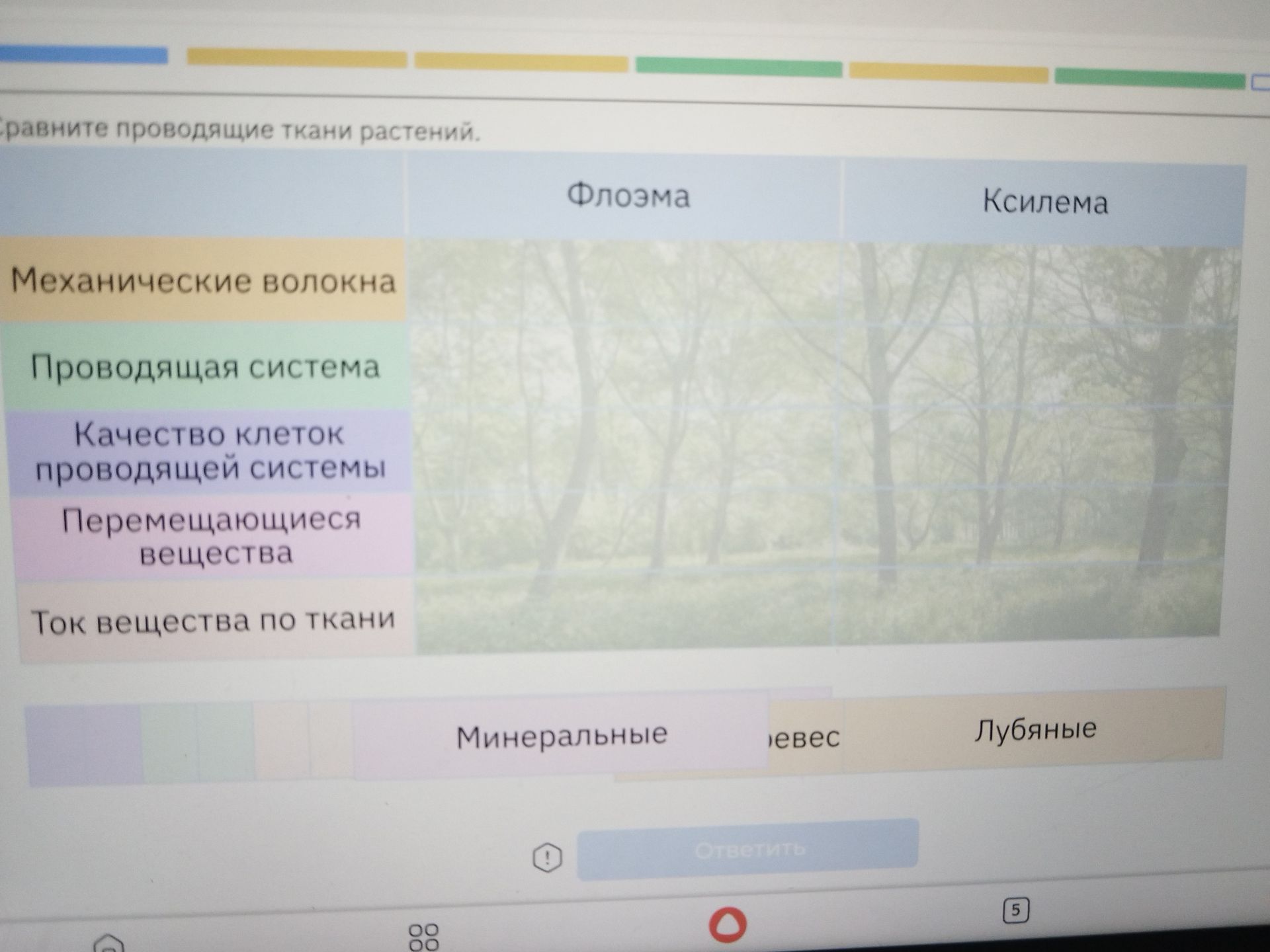 Фото задания: Сравните проводящие ткани растений: флоэму и ксилему по признакам «механические волокна», «проводящая система», «качество…
